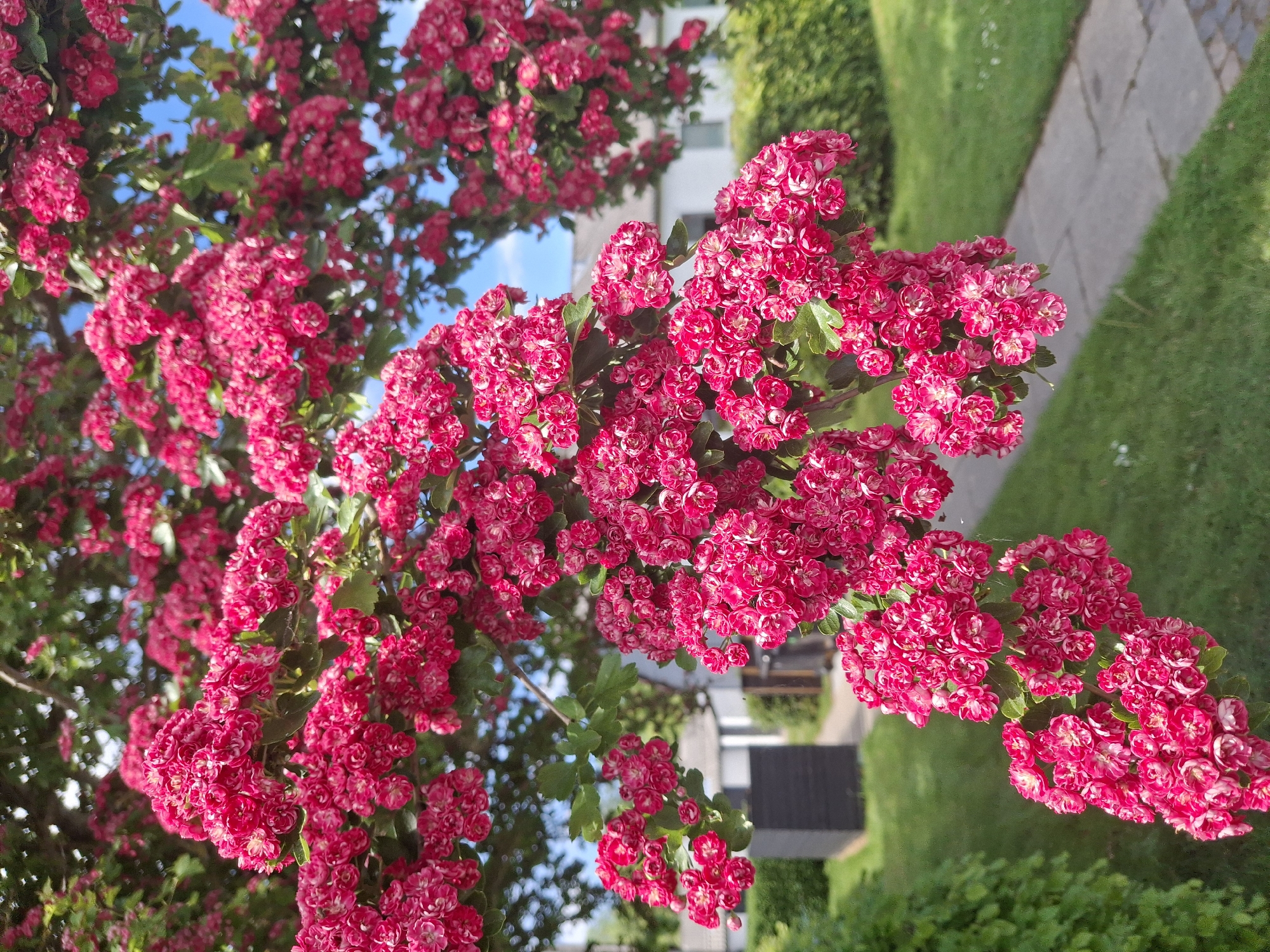 The image shows a branch of a flowering tree with clusters of vibrant pink flowers with white accents. The tree is situated in an outdoor setting. Behind the tree and through its branches, glimpses of a blue sky are visible. In the background, there is a green lawn with a concrete pathway and residential buildings. The exact location within the city of Unknown, Unknown, cannot be determined from the provided image.