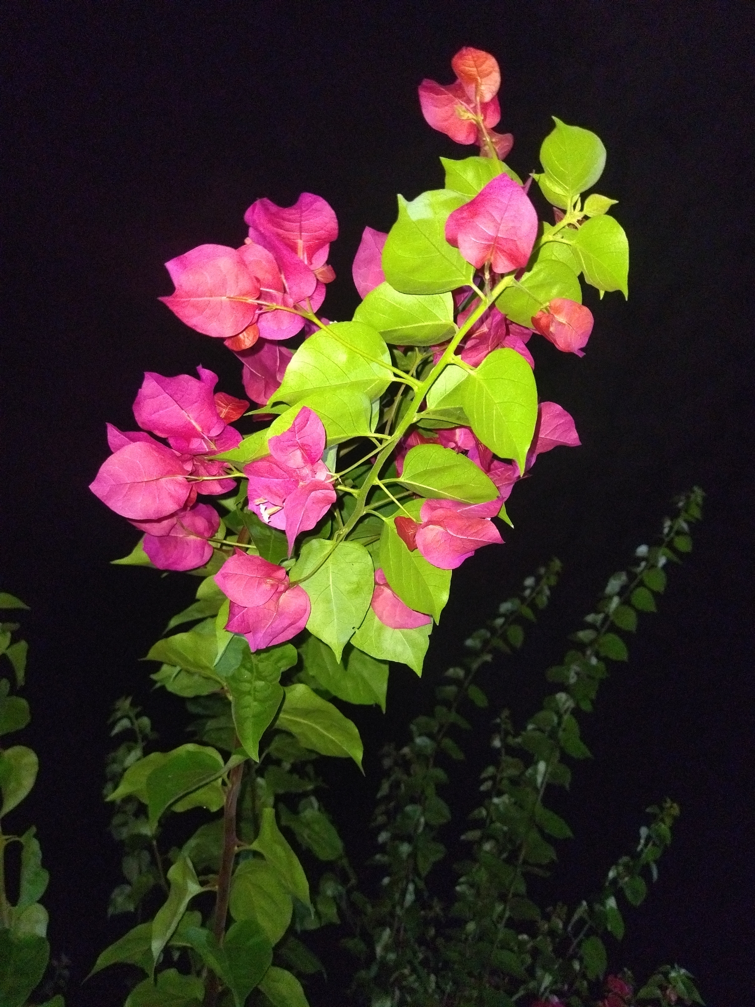 At night in Tinaquillo, Venezuela, a vibrant bougainvillea plant stands against a dark background. The plant features bright pink bracts (often mistaken for petals) and green leaves. Another similar plant can be seen behind the main plant.
