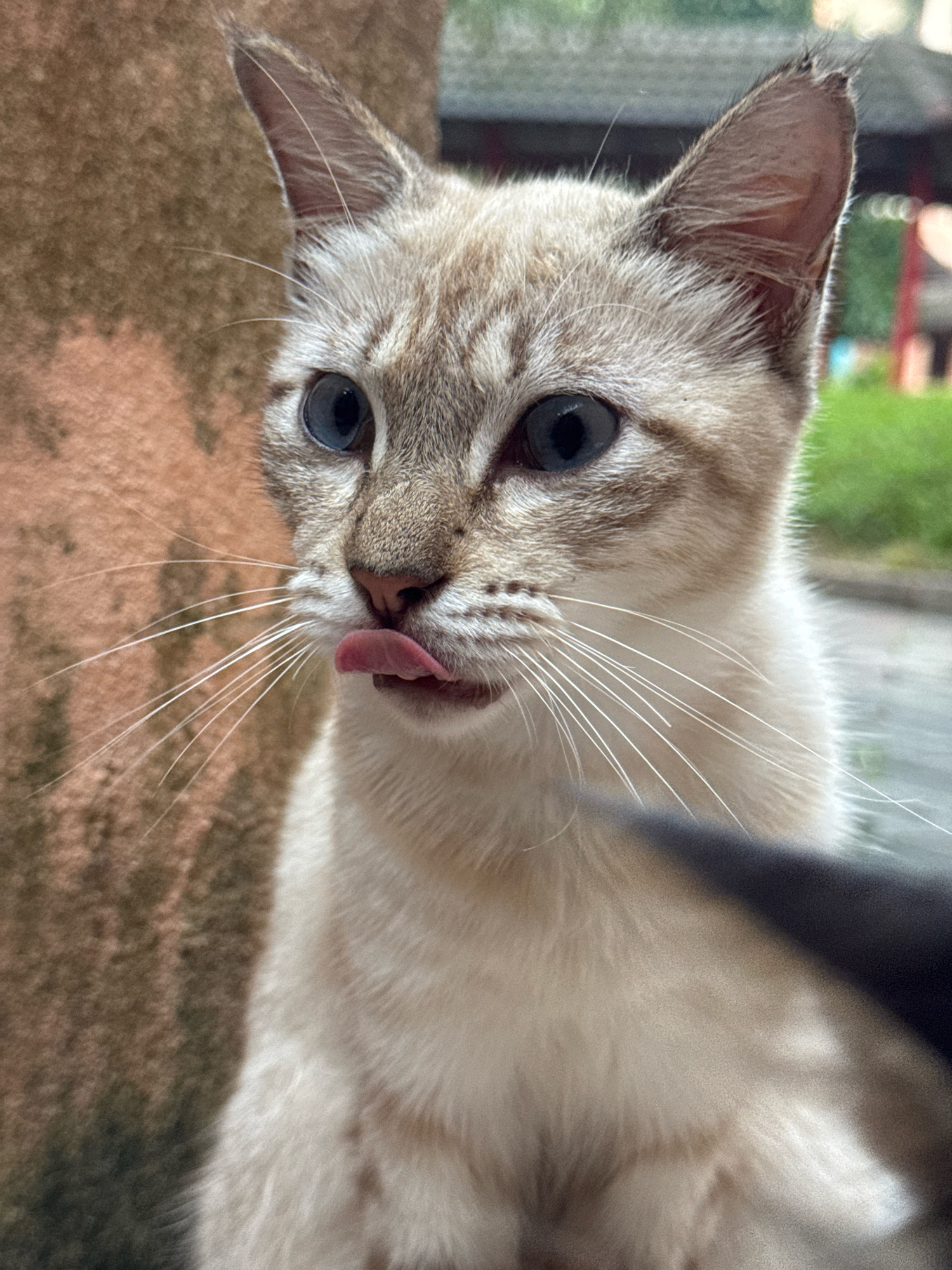 A close-up, eye-level portrait shows a light-colored tabby cat with blue eyes, its pink tongue sticking out slightly to the left. The cat is facing forward, with its head tilted slightly to the right. Its fur is a mix of cream and grey stripes. The background is blurred, with a brown, textured surface on the left, possibly a tree trunk, and a green, out-of-focus area on the right, suggesting an outdoor setting. The image was taken in Selayang Municipal Council, Malaysia.