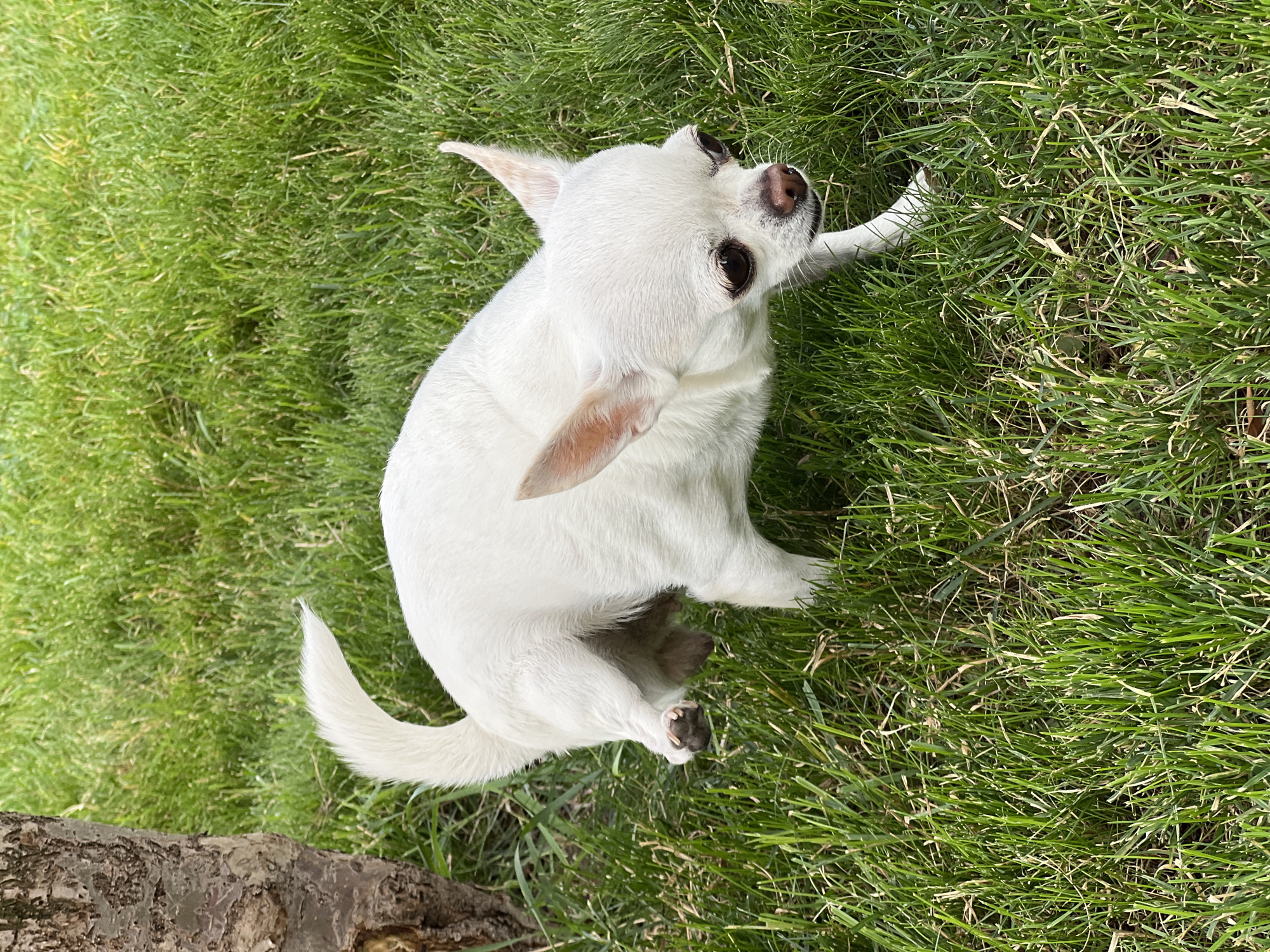 A white Chihuahua dog is walking on green grass next to a tree trunk. The dog is facing to the right of the frame, with its head lowered and its tail raised. The grass is well-maintained and appears to be in a yard or park. The lighting suggests it is daytime. The location is Kryzhanivka, Ukraine.