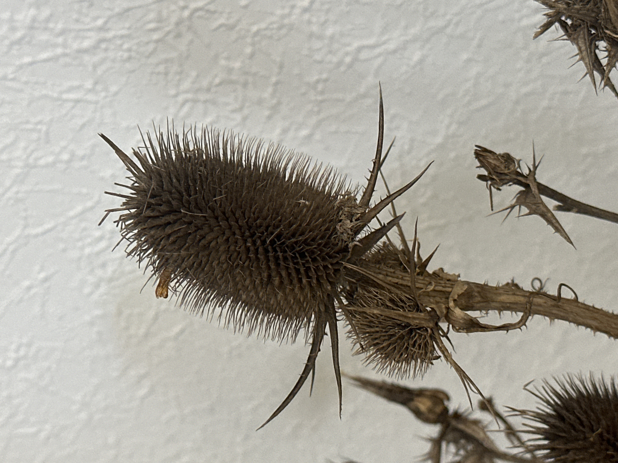 The image shows a close-up view of a dried thistle plant. The main subject is a large, oval-shaped dried flower head covered in sharp, spiky bracts. It is a brown color and appears prickly. Below the main flower head, there is a smaller, similarly shaped dried flower head. The stem of the plant is brown and appears rough and thorny. In the background, a textured, light-colored surface is visible, likely a wall. There are no people or animals present in the image. The image does not contain information about the city of Nevinnomyssk, Russia.