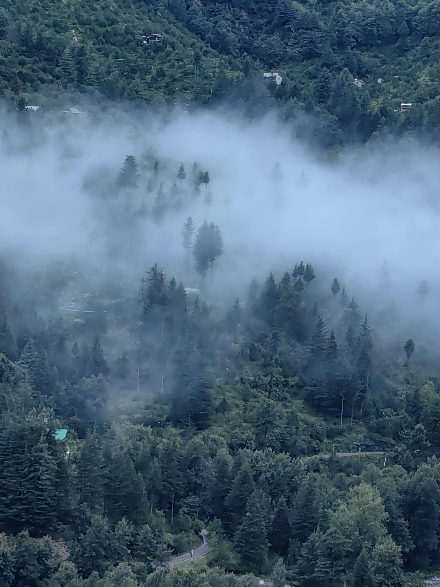 The image depicts a mountainous, forested landscape in Vashisht, India, with a thick blanket of fog obscuring much of the view. The fog hangs low in the valleys, partially obscuring evergreen trees that dot the slopes. A winding road is visible in the foreground, with two small figures walking on it. Scattered amongst the trees are a few small buildings, some with red roofs, hinting at a small settlement or individual dwellings nestled within the natural environment. The overall impression is one of a serene, misty morning in a remote, mountainous region.