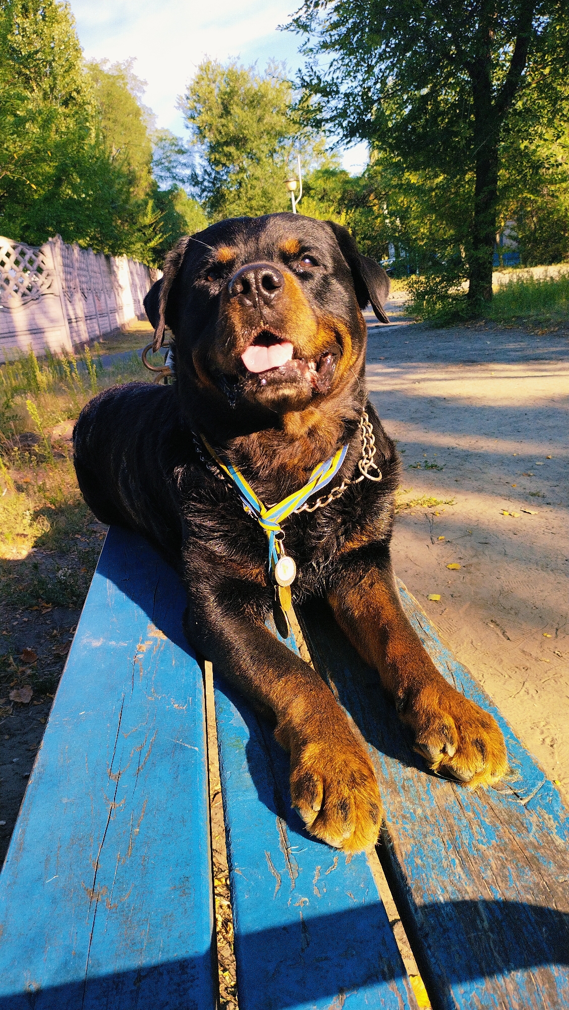 A Rottweiler dog is lying on a blue wooden bench in an outdoor area. The dog is wearing a chain collar and a blue and yellow ribbon with a medal. The background shows trees, a fence, and a dirt path. The sun is shining, casting shadows on the bench and the ground. The scene appears to be in the city of Horishni Plavni, Ukraine, given the flag colors on the dog's ribbon, which are the colors of the Ukrainian flag.
