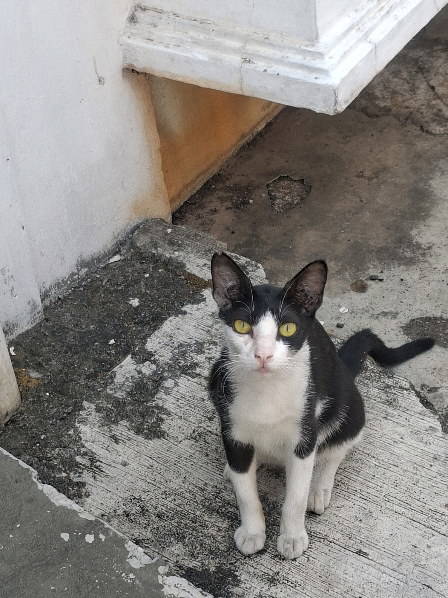 A black and white cat with striking yellow eyes is seated on a damp, textured concrete surface in what appears to be an outdoor urban setting, possibly in East Jakarta, Indonesia. The cat is facing the camera directly, with its head tilted slightly. Its fur is predominantly white on its chest, belly, and face, with black markings covering its back, tail, and parts of its head. The environment around the cat includes a weathered white concrete wall and a step or ledge, with patches of grime and what seems to be a damp area on the ground. The lighting suggests it is daytime, with shadows cast by the architectural elements.