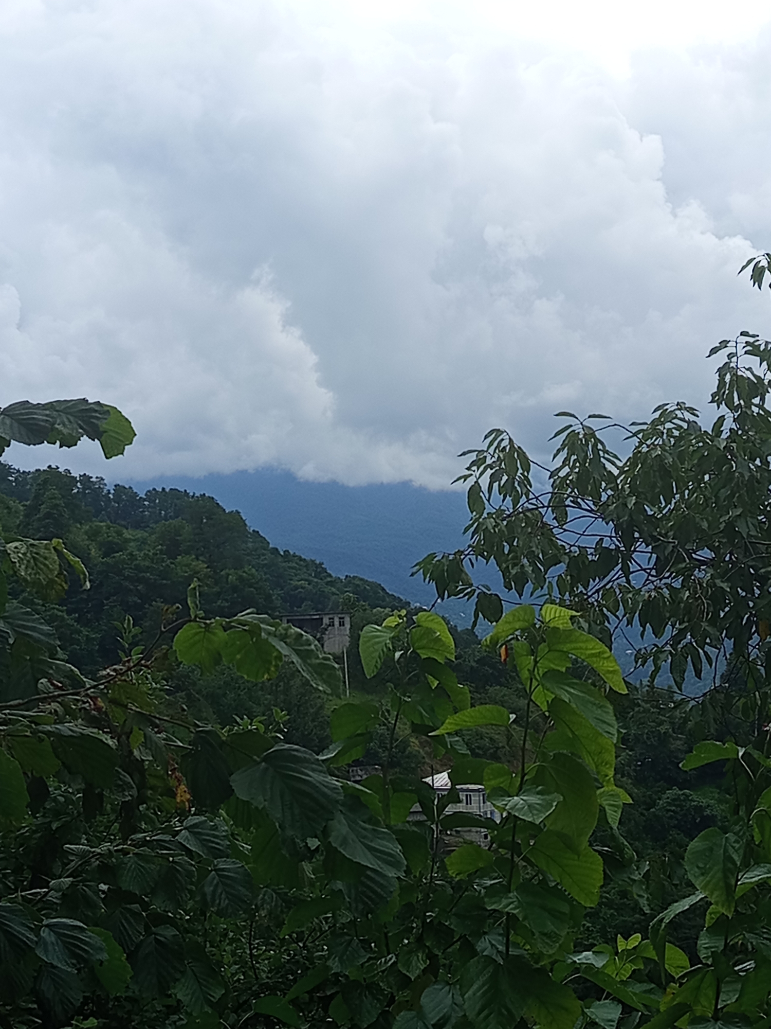 The image depicts a cloudy sky over a verdant, hilly landscape, likely in the vicinity of Makhvilauri, Georgia. In the foreground, dense foliage with large, dark green leaves partially obscures the view. Behind the foliage, a building with a white facade and a dark roof is visible on a hillside. The surrounding hills are covered in lush green trees, suggesting a natural, possibly mountainous, environment. The sky is filled with heavy, grey clouds, indicating overcast or potentially rainy weather. The overall impression is one of a rural, natural setting viewed through overgrown vegetation.