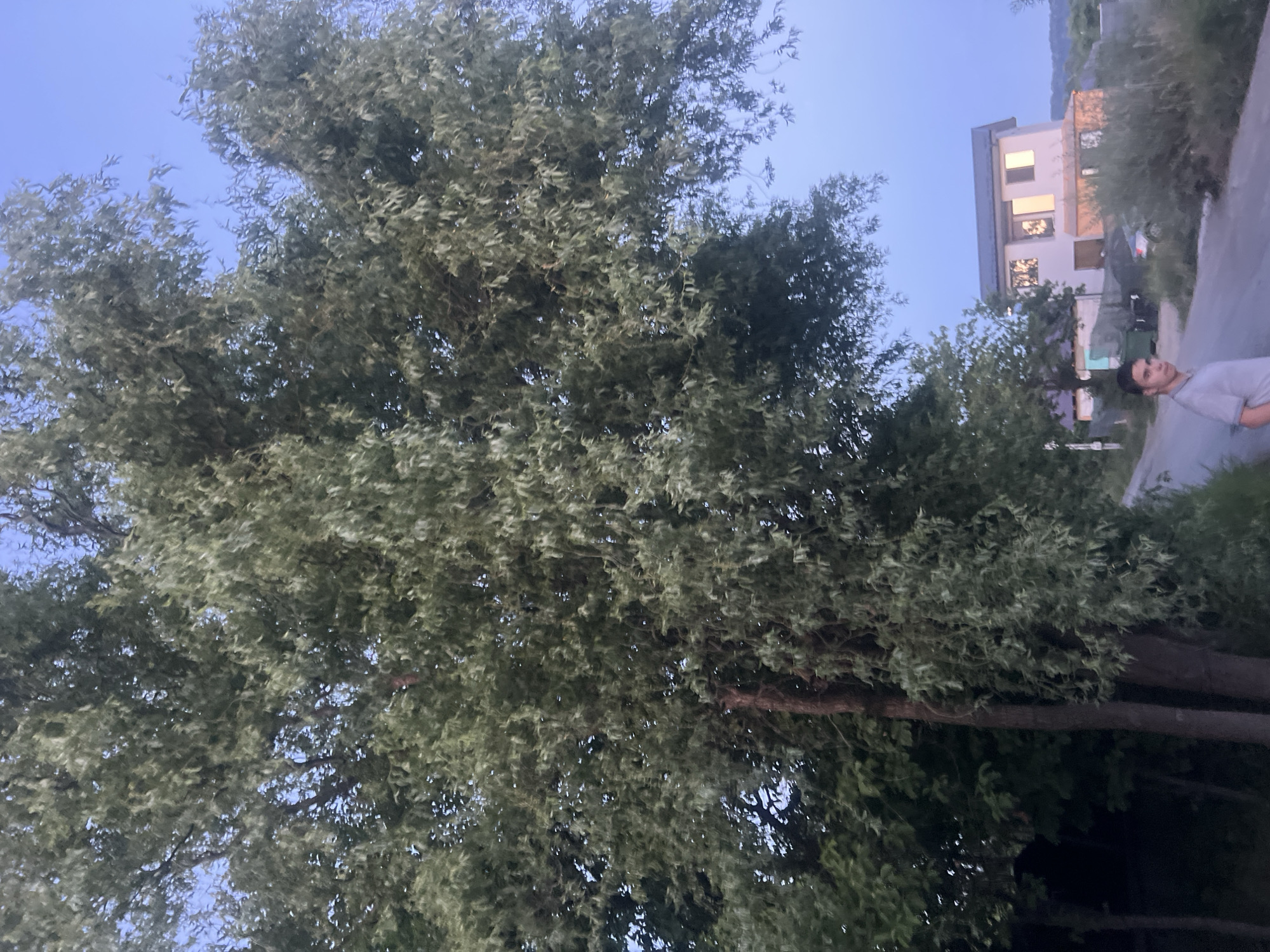 In Bârnova, Romania, a young man stands on a paved road adjacent to a large tree. The man is wearing a grey polo shirt. The road curves gently, leading towards a modern, multi-story house in the background, which is illuminated by soft interior lights. Several other smaller structures and vehicles are visible near the house. The sky is a clear, pale blue, suggesting it is either early morning or late evening. The surrounding area is dotted with trees and vegetation.