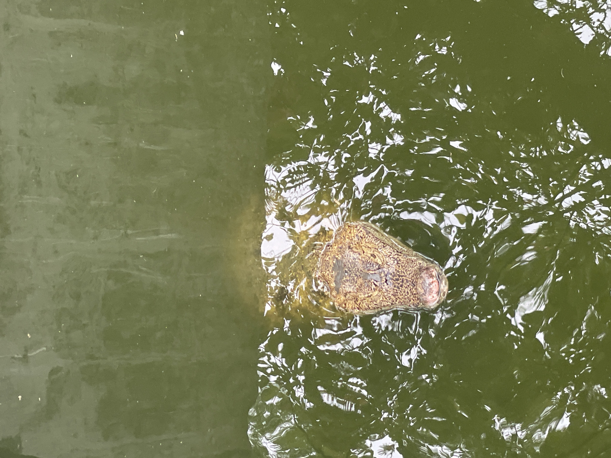 The image displays the head and upper back of a crocodilian, partially submerged in murky, olive-green water. The animal's head, positioned in the lower-central portion of the frame, exhibits a textured, scaled hide with mottled brown and tan coloration. Its nostrils are prominent at the tip of the snout, which appears moderately broad, and the upper jaw is closed. The left eye, from the viewer's perspective, is visible as a dark protrusion. The water immediately surrounding the crocodilian is agitated with numerous ripples and reflections of overhead light or foliage, while the water in the upper two-thirds of the image appears calmer and darker. No other living subjects or discernible man-made objects are visible within the frame. This scene is consistent with an animal enclosure at a zoological park, specifically the Parque Zoológico Caricuao in Caracas, Venezuela.