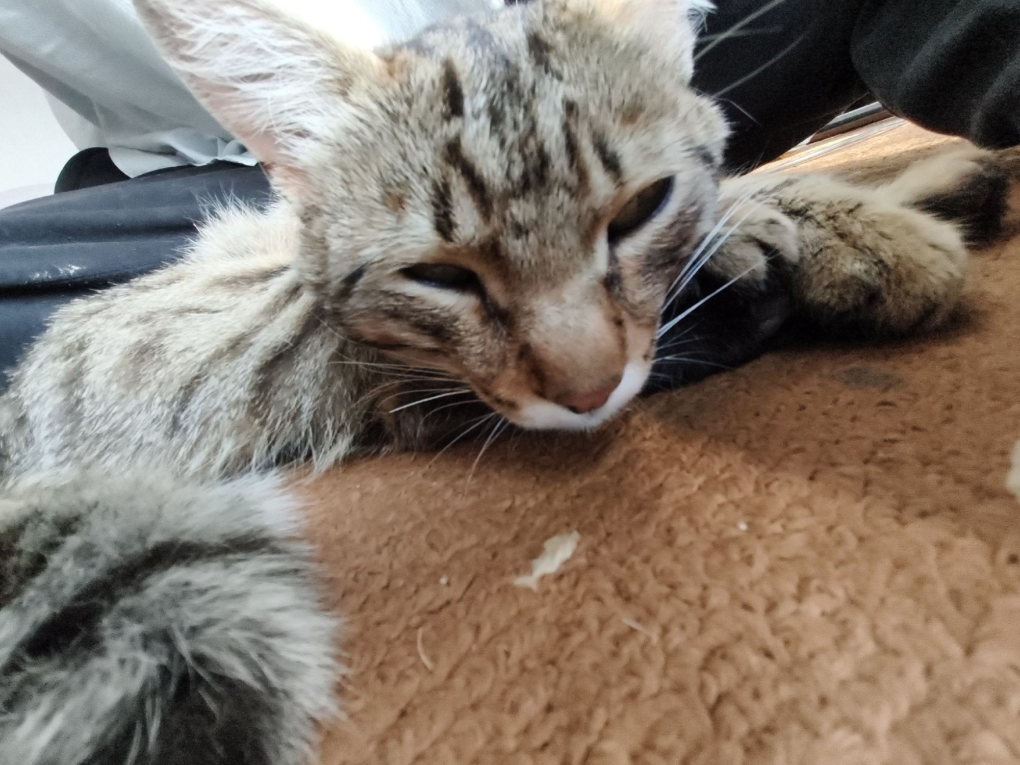 The image is a close-up, eye-level, interior shot of a tabby kitten lying on a brown, fuzzy surface. The kitten is mostly horizontal in the frame, with its head turned towards the camera and resting on its left paw. Its eyes are partially closed, and its mouth is slightly open, revealing a pink tongue. White whiskers are prominent against its face. The kitten's fur has a striped tabby pattern in shades of brown, gray, and white. Its left paw is in the foreground, blurred and out of focus, showing its fuzzy texture and dark stripes. In the background, a person's dark clothing is visible. The surface the kitten is lying on appears to be a blanket or rug with a short pile. There is a small, light-colored speck, possibly food, on the surface in front of the kitten's nose. The lighting is soft and diffused. The location is noted as Unknown, Unknown.