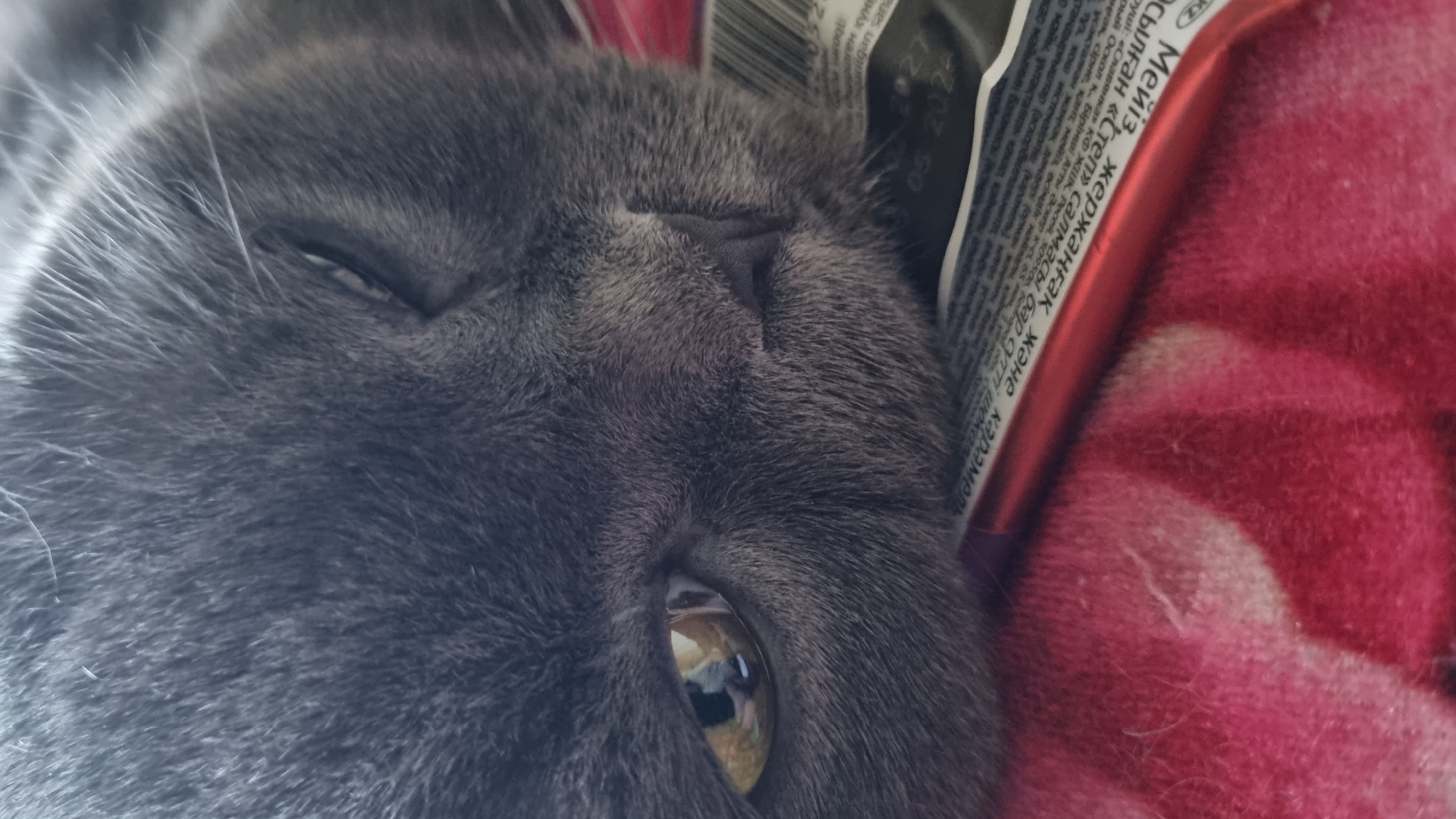 A close-up, eye-level shot focuses on the face of a gray cat, positioned on its side with its head resting on a pink, patterned blanket. A red object, possibly a lipstick or pen, lies horizontally across the lower portion of the frame, on top of a piece of paper or packaging with text. The cat's left eye is partially open, revealing a golden iris with a reflected light source. The fur is soft and dense, with individual strands visible. The background is blurred, but appears to be indoors. The image does not provide any specific information or context about the city of Vysokoe, Russia.