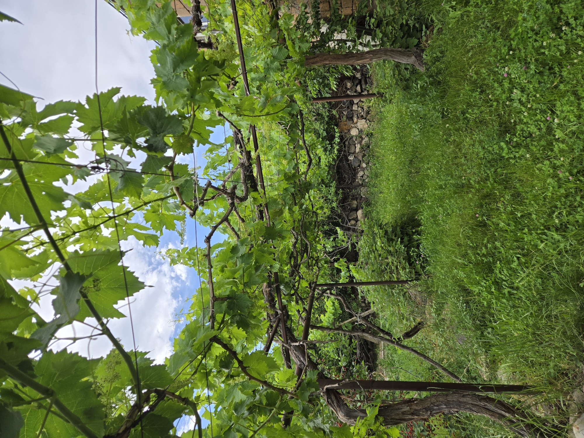 The image displays a close-up view of a vineyard with lush green grapevines and leaves. The vines are supported by rustic metal trellises and wooden posts, suggesting an outdoor setting. Sunlight filters through the dense foliage, creating a dappled effect and illuminating parts of the scene. The background reveals a stone wall partially covered by greenery, and beyond that, a vibrant green meadow with scattered small white and pink flowers, indicating a pastoral or garden environment. The sky, visible through gaps in the leaves, is a bright blue with fluffy white clouds, suggesting a clear and pleasant day. The overall impression is one of natural abundance and tranquility, perhaps a serene rural landscape. There is no visible text in the image. The perspective is from within the vineyard, looking upwards and outwards. The time of day appears to be daytime, consistent with the bright sky and sunlight.