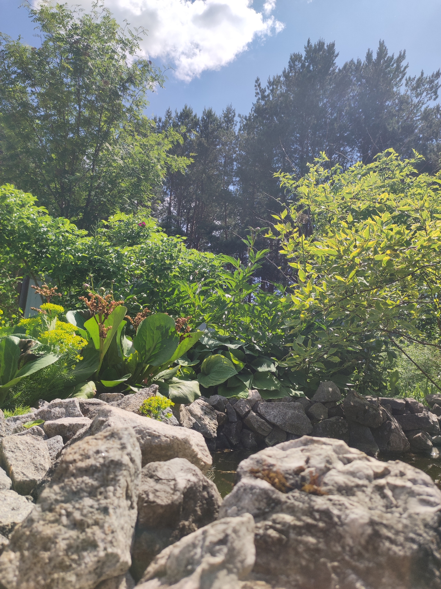 The image depicts a lush, green garden with a pond in the foreground. The pond is bordered by large, grey stones, some of which are moss-covered. Various plants, including broad-leaved greenery, yellow flowering plants, and tall, slender trees, fill the mid-ground and background. The sky above is blue with fluffy white clouds. The scene is illuminated by natural sunlight, suggesting it is daytime. The style is that of a serene, naturalistic landscape photography. The location is identified as Фоки, Russia.