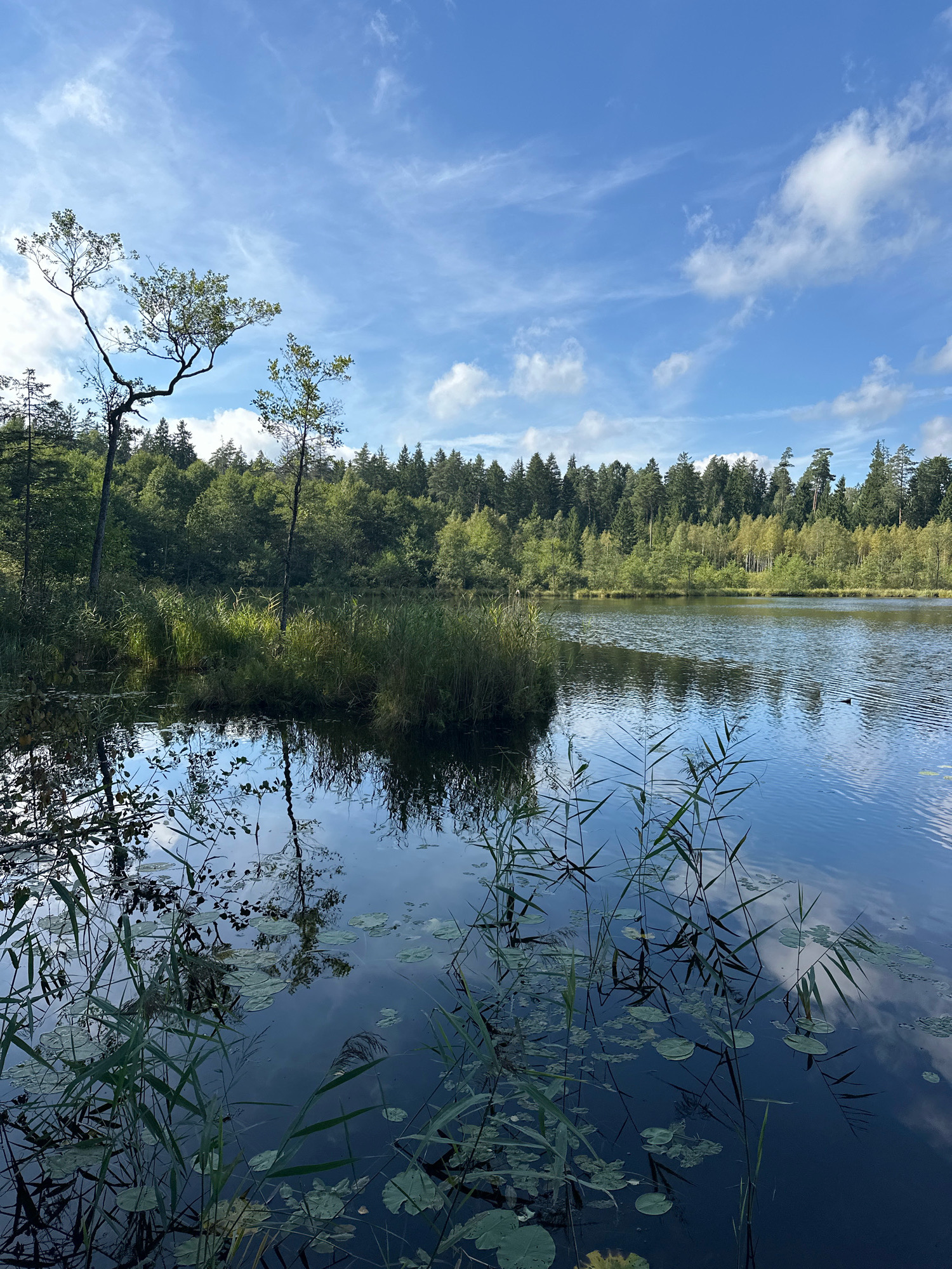 The image depicts a natural landscape by a calm body of water, likely a lake or pond, surrounded by lush vegetation and a dense forest. The sky above is a vibrant blue with scattered wispy white clouds, suggesting a clear and pleasant day. In the foreground, tall green reeds and aquatic plants with lily pads emerge from the dark water, their reflections creating a mirror image on the surface.
The middle ground is dominated by the water body, with its surface reflecting the sky and the surrounding trees. A small, verdant island with scattered trees rises from the water on the left side, adding depth to the scene. Beyond the water, a dense forest of mixed deciduous and coniferous trees forms a green backdrop, with some trees showing hints of autumn colors. The trees are tall and create a natural, untouched ambiance.
On the right side of the lake, a faint silhouette of what appears to be a bird or waterfowl is visible on the water's surface. The overall atmosphere is serene and tranquil, characteristic of a natural reserve or a remote wilderness area. The scene suggests a location devoid of human infrastructure, emphasizing the untouched beauty of nature. Given the description and the typical scenery of the region, this could potentially be a location within or near the Свірскі сельскі Савет, Belarus, known for its natural beauty and diverse ecosystems.