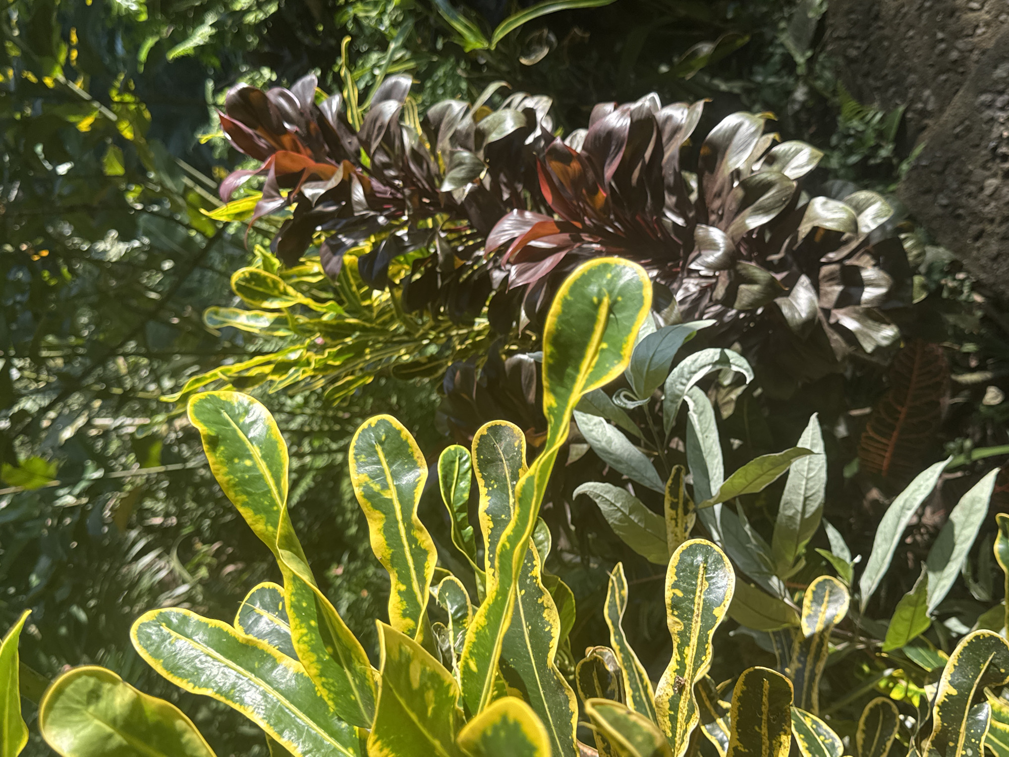 This media file depicts a close-up view of lush green and yellow foliage. The plants appear to be ornamental, with broad, elongated leaves featuring vibrant yellow variegation along the edges and in irregular patterns. The leaves are glossy and catch the sunlight, creating bright highlights. In the background, darker foliage, some with a reddish-purple hue, adds depth and contrast to the scene. The overall impression is one of dense, tropical vegetation bathed in natural light. The focus is on the texture and color of the leaves, suggesting an outdoor setting, likely a garden or natural environment. The lighting suggests it is daytime, with sunlight filtering through the leaves, creating a dappled effect in some areas. No people, objects, text, or specific activities are visible. The location context of Tembuku, Indonesia, implies a warm and possibly humid climate, consistent with the flourishing plant life shown.