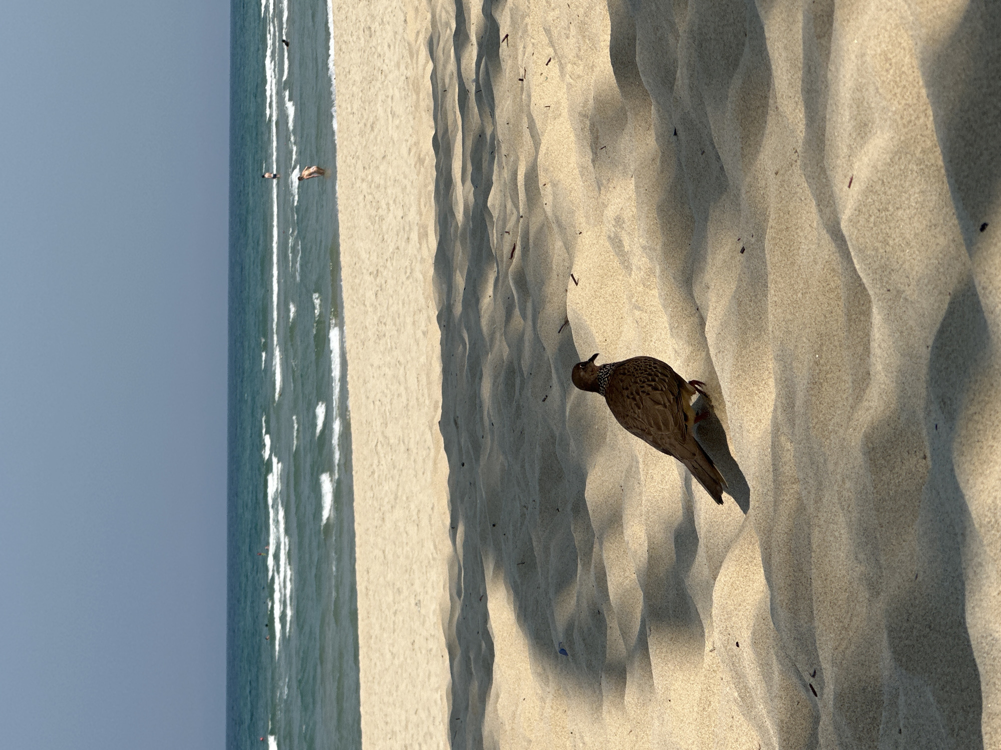 A bird stands on a sandy beach next to the ocean under a clear sky. The ocean horizon is in the left frame, and people appear to be swimming in the sea. The beach in the foreground displays dune-like patterns. The image is rotated 90 degrees counterclockwise. The location is likely in or near Đà Nẵng, Vietnam, given its coastal geography.