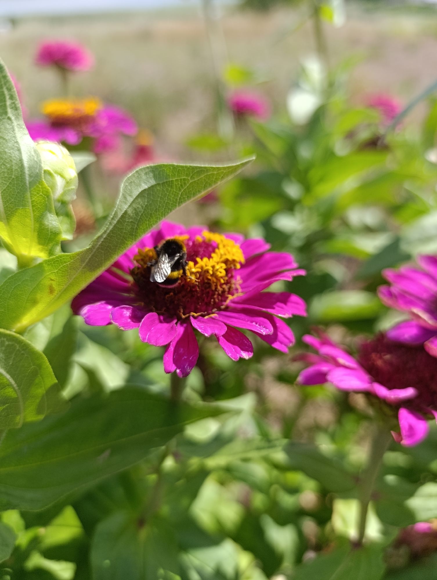 In a garden setting in Bulatselivka, Ukraine, a close-up shot captures a bumblebee actively foraging on a vibrant magenta zinnia flower. The bumblebee, with its distinctive black and yellow stripes and fuzzy appearance, is positioned in the center of the flower's yellow stamen. The zinnia's petals are a deep magenta, with some appearing slightly wilted. The background is softly blurred, showcasing more of the pink zinnias and green foliage, suggesting a sunny day. The image focuses on the intricate details of the bee and the flower, highlighting the natural interaction between them in this Ukrainian garden.