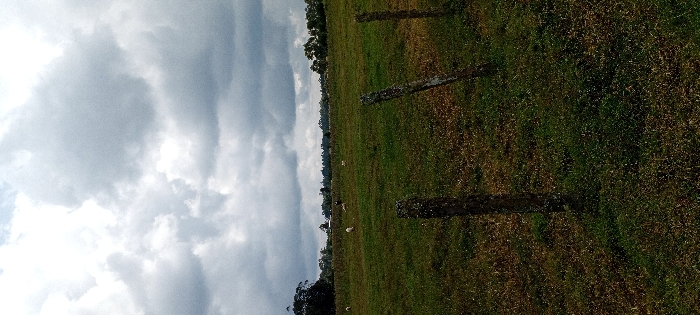 This image depicts a rural pastoral scene in Heni Village, Kenya, under an overcast sky. The foreground features sparse, mixed green and brown grass, with three weathered wooden fence posts positioned vertically: one in the lower center, one slightly to its right, and a third partially visible further right. These posts are aged and show signs of moss or lichen growth. Beyond the fence line, a large grassy field extends into the midground, where several light-colored animals, identified as sheep or goats, are scattered and appear to be grazing. A solitary, darker, indistinct figure, possibly a person or another animal, is also visible within the field further back. The background consists of a dense line of trees forming the horizon. The sky is largely covered with heavy, grey cumulus clouds, indicating overcast weather conditions. The overall lighting is soft and diffused, with no strong shadows.