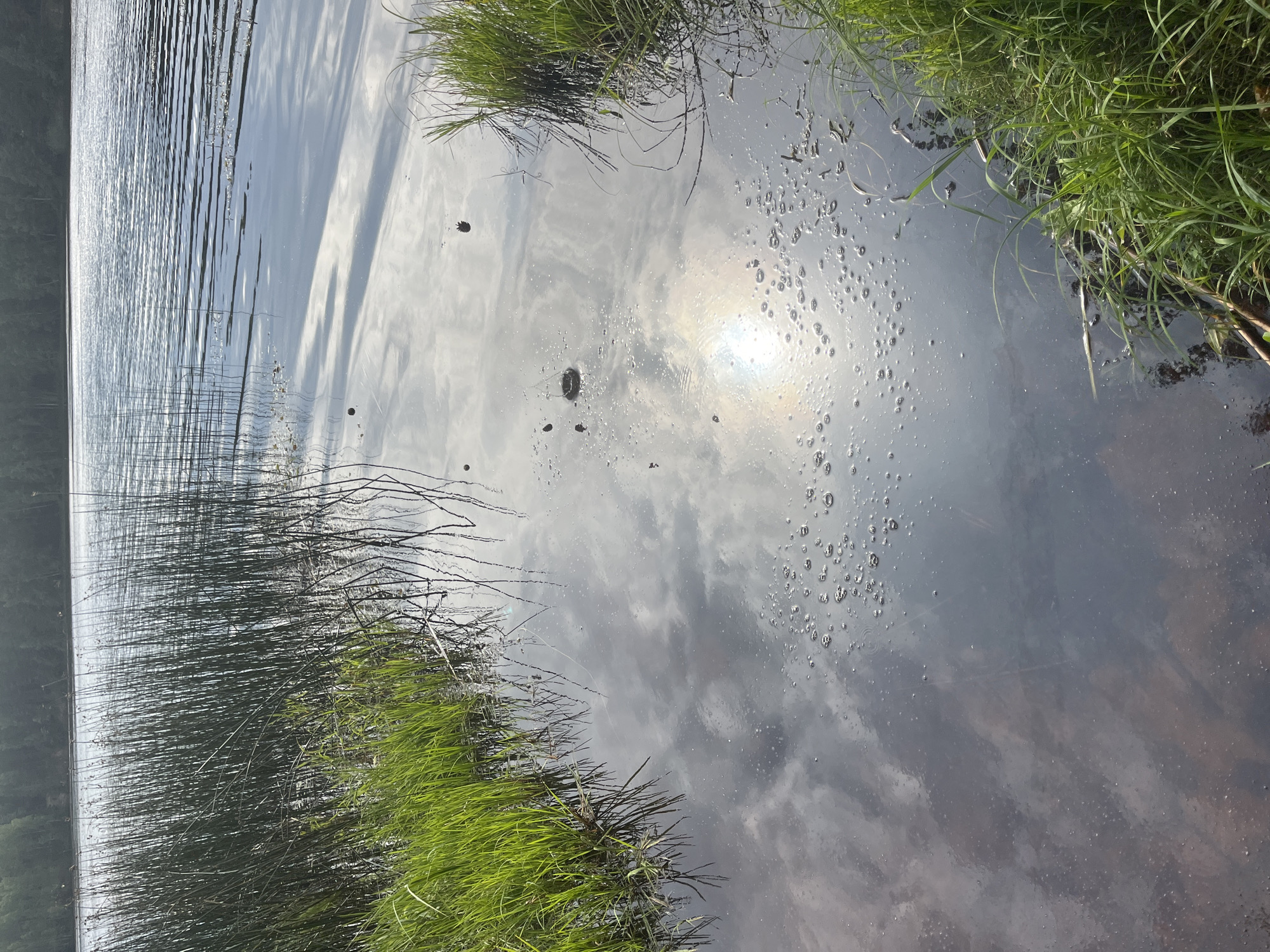 A wide shot captures a serene natural scene at the edge of a calm lake in Pillapalu, Estonia. Tall, dark green reeds line the left bank, with vibrant green grass growing in front of them. The water reflects the sky, showing streaks of white clouds and the shimmering, bright sun. Small, dark objects, possibly debris or pinecones, are scattered on the water's surface, along with a cluster of small bubbles near the center. The far bank of the lake is lined with a dense forest of trees. The overall impression is one of tranquil natural beauty.