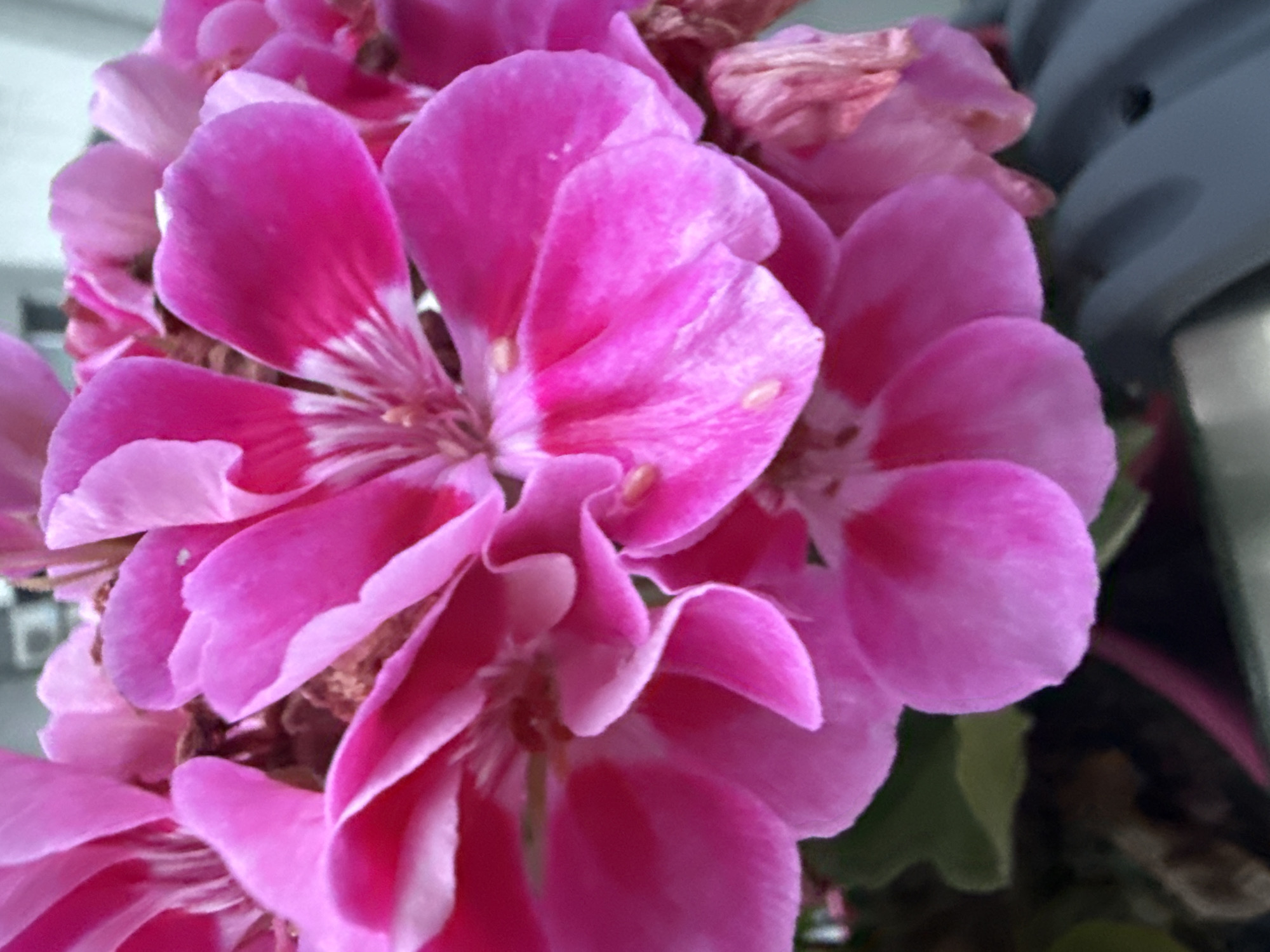 A close-up, full-frame shot shows a cluster of vibrant pink geranium flowers. The petals are delicate and slightly ruffled, with some showing deeper pink veining. In the background, out of focus, is a light-colored, indistinct structure. The lighting is even, highlighting the texture and form of the flowers.