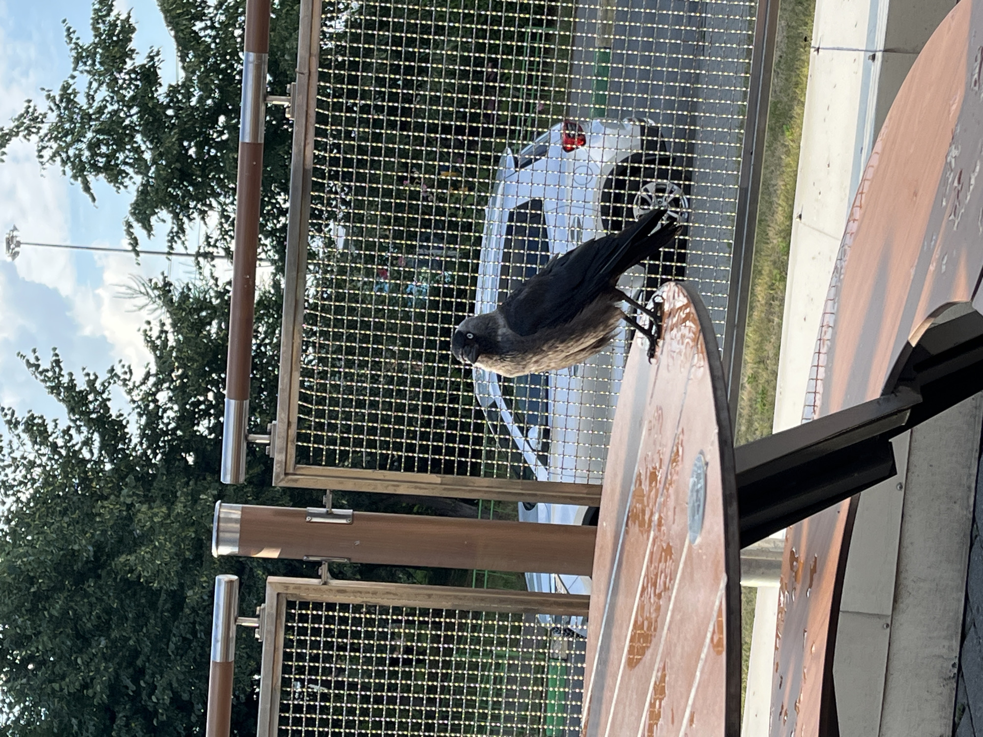 A Eurasian jackdaw (Corvus monedula) stands on the wet surface of a wooden picnic table. The bird is facing the viewer, with its head turned slightly to the left, and its light blue eye is visible. The jackdaw is primarily black with greyish feathers on its neck and chest. The picnic table appears to be outdoors, with a metal grate fence in the background. Behind the fence, a silver car is partially visible, and beyond that, trees and a tall street light can be seen against a partly cloudy sky. The presence of water droplets on the table suggests recent rain. The image was captured in Nizhny Novgorod, Russia.