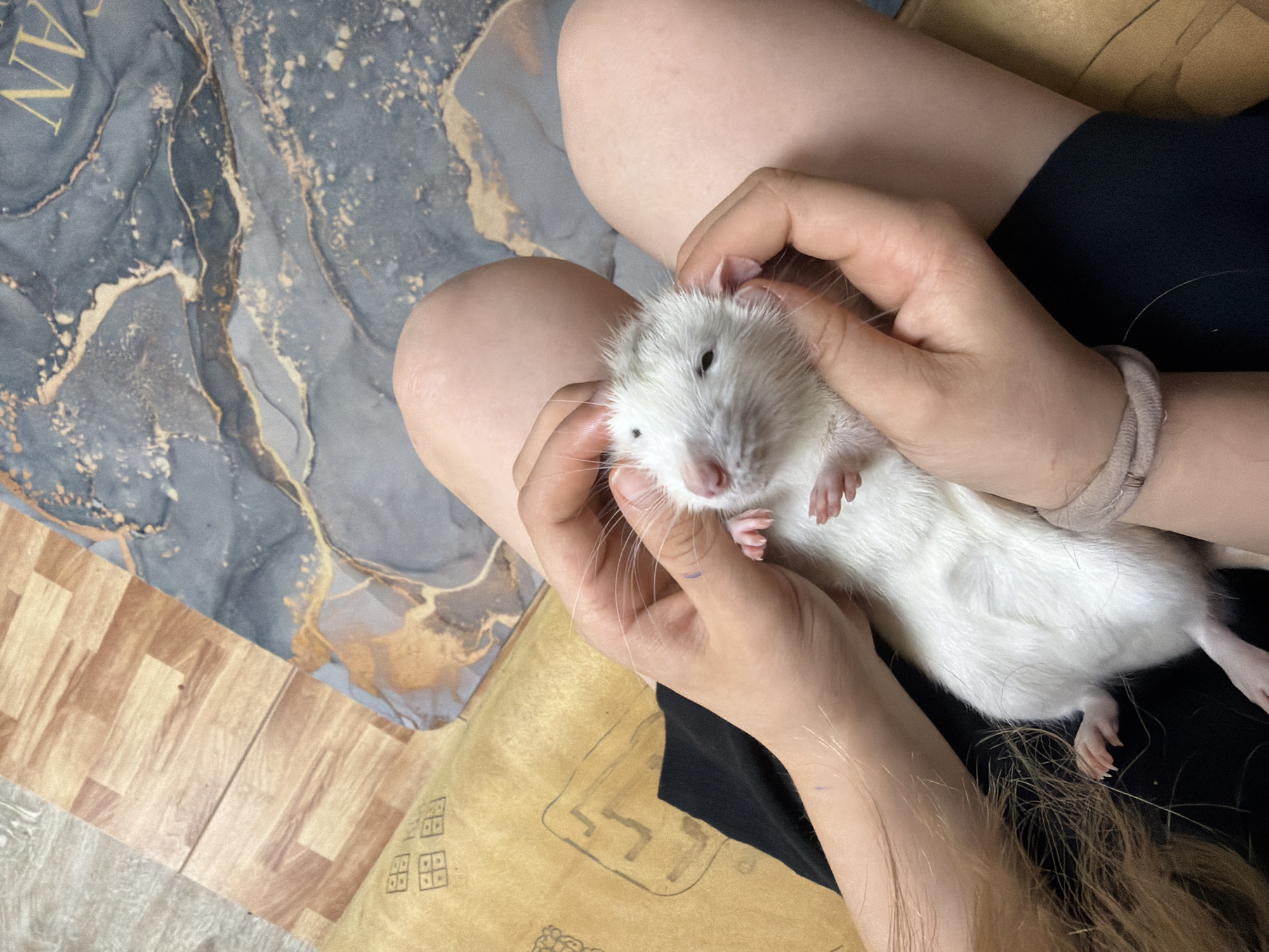 A high-angle, eye-level photograph shows a white rat held by a light-skinned person. The rat is cradled in two hands, with the fingers gently touching its head. The person's legs are visible beneath the rat. The person is wearing black shorts and has a bracelet on their wrist. The background includes a floor with a wood-patterned area and a gray and gold marbled design. A yellowish pillow with a design is also partially visible.