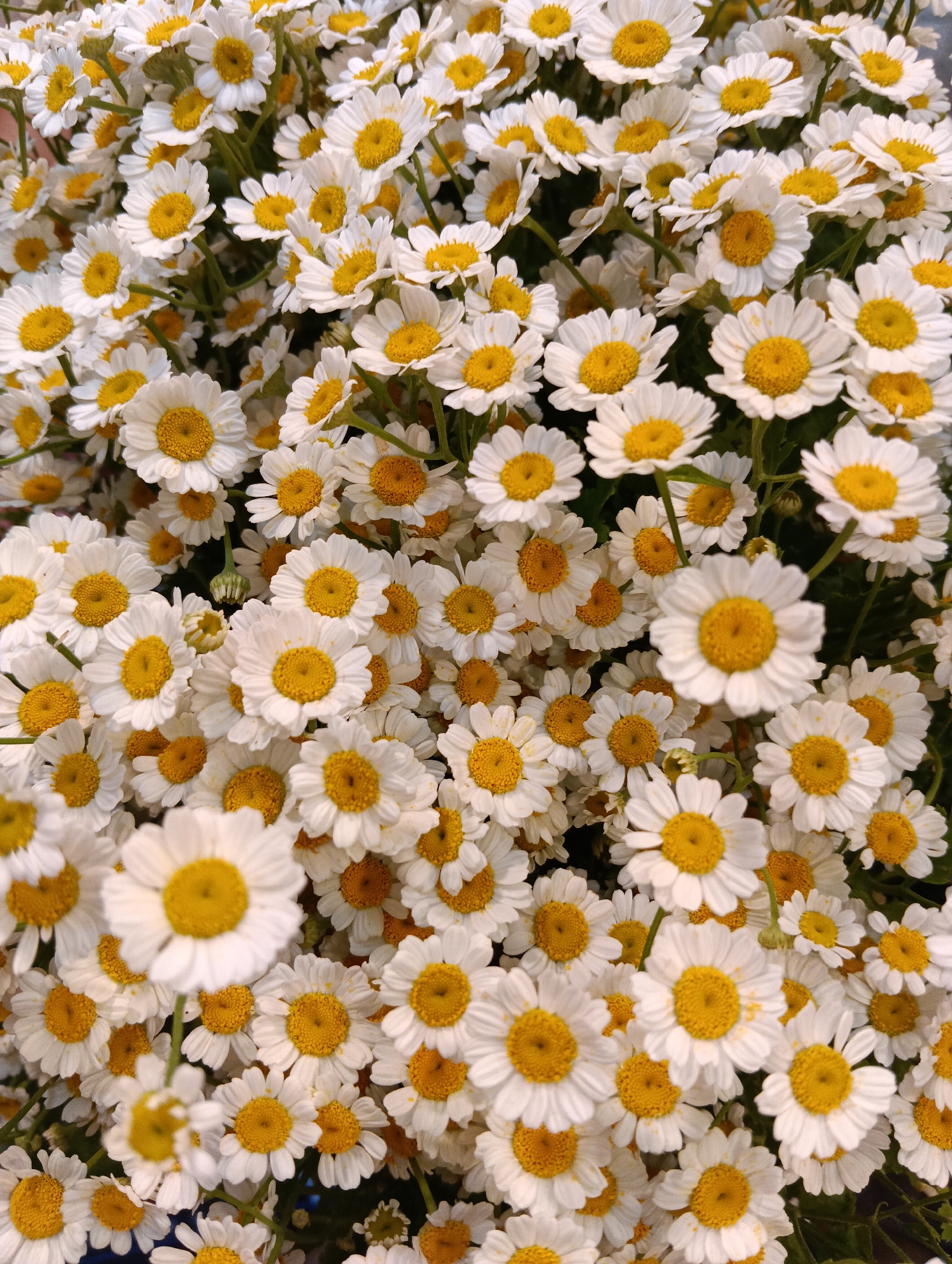A close-up, top-down view of a dense arrangement of white daisies with bright yellow centers. The flowers are in various stages of bloom, with some fully open and others still forming. The petals are white and appear delicate, fanning out from the central yellow disc. The background is a blur of more white and yellow, with hints of green foliage. The image is well-lit, highlighting the texture and vibrancy of the flowers. This image is located in Sofia, Bulgaria.