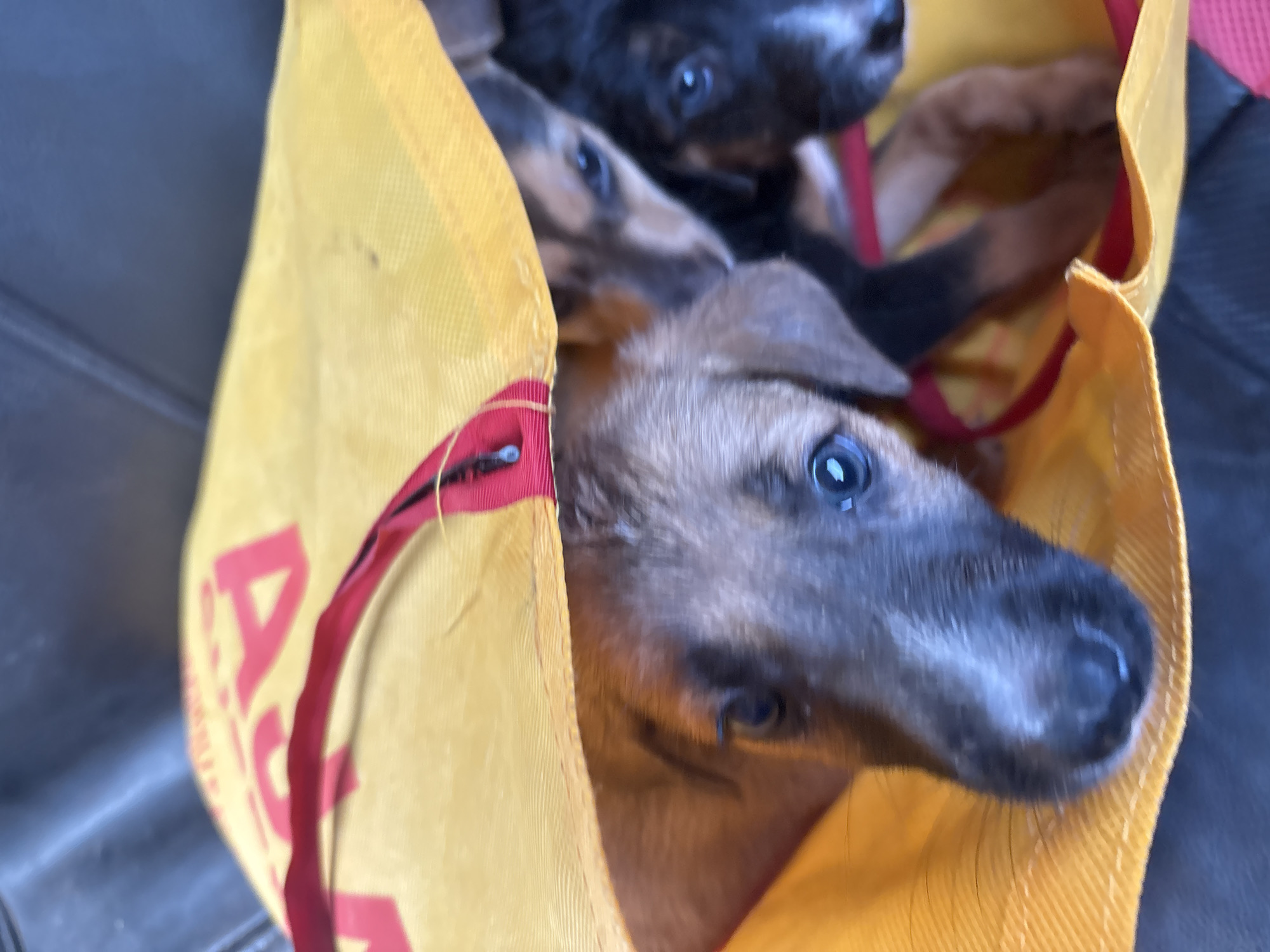 In Agarvada, India, three puppies are nestled inside a bright yellow fabric bag with red trim. The bag has "ASIA" printed in red letters on its side. The puppies' faces are partially visible as they peer out from the opening of the bag. The lighting suggests it is daytime, and the background appears to be a dark, textured surface, possibly a seat or floor.