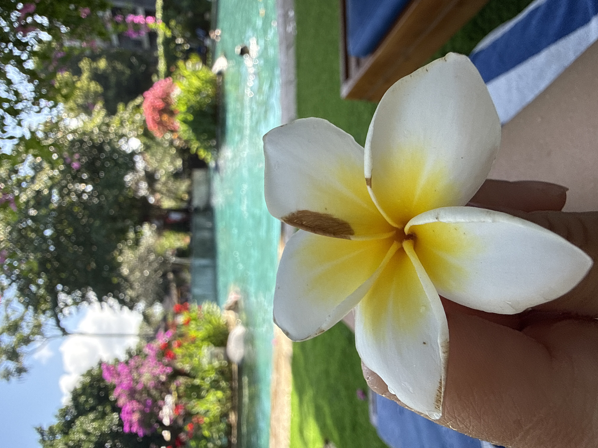 A close-up, shallow depth of field shot shows a white and yellow plumeria flower held by a person's hand in the foreground. The plumeria flower has brown tips on its petals. In the mid-ground, a bright turquoise swimming pool is visible, with a lush green lawn bordering it. Beyond the pool, a variety of tropical trees and vibrant pink and red flowers are in bloom. The scene appears to be set in a resort or hotel in Kuta Selatan, Indonesia, indicated by the lush tropical vegetation and the swimming pool environment. The sky is clear and blue with some white clouds. In the background, a few people can be seen swimming in the pool. A lounge chair with blue cushions is partially visible on the right side of the image.