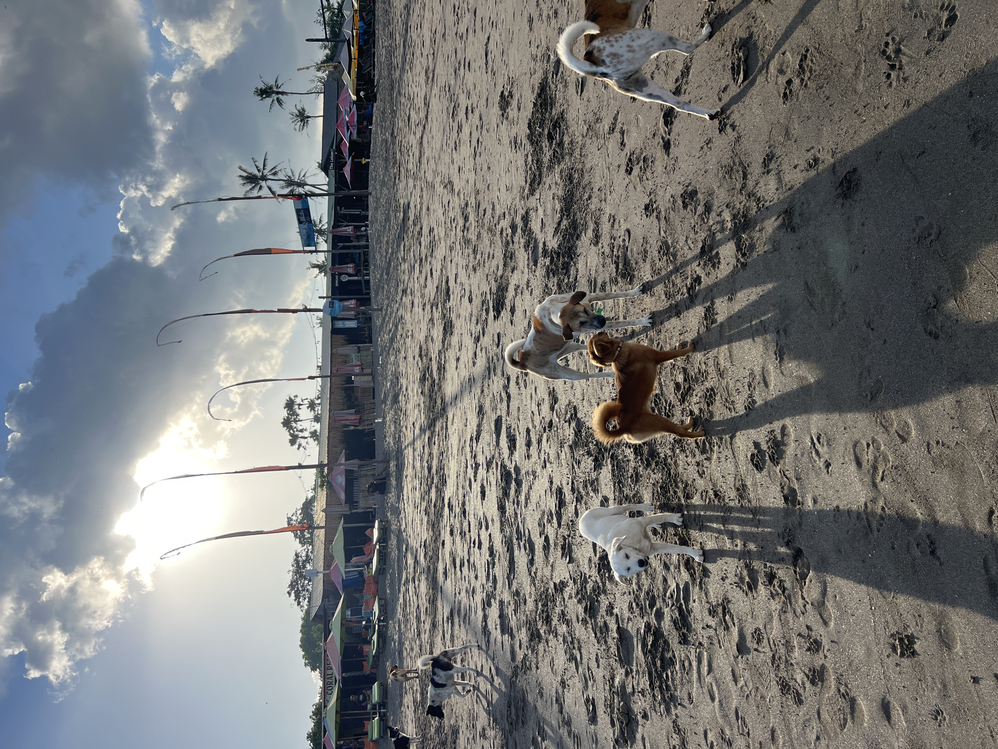 On a sandy beach in North Kuta, Indonesia, under a bright, partly cloudy sky with the sun low on the horizon, a group of dogs are scattered across the sand. In the foreground, a white dog stands alert, facing the camera, while a reddish-brown dog is positioned behind it. To the right, a spotted dog with white and brown markings walks away from the camera, its tail up. Further back, another dog with white and brown patches is visible, and to its left, a solid reddish-brown dog stands. In the middle ground, a black and white dog walks towards the left of the frame. The background shows a line of beach huts and umbrellas, with palm trees visible beyond. The overall scene depicts a peaceful, natural environment with canine inhabitants.