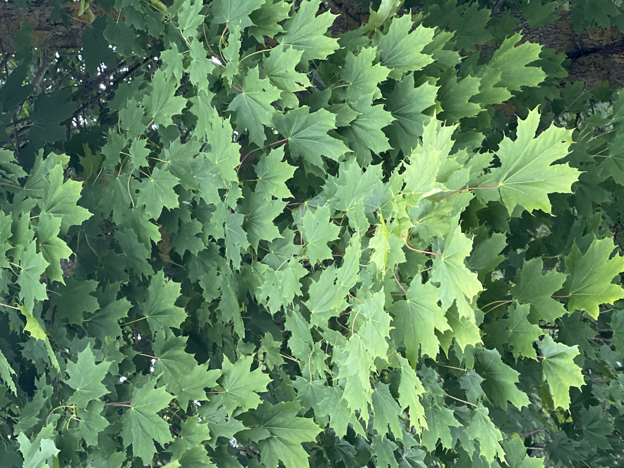 The image shows a close-up view of lush green maple leaves on a tree. The leaves are varied in size and shape, with some fully visible and others partially obscured by others. The lighting suggests an overcast day or a shaded area, with some leaves appearing brighter due to light filtering through. The background is a blur of darker green and brown, indicating more foliage and possibly tree bark. The scene is natural and does not contain any discernible human elements or urban features. The image is a detailed capture of a section of a maple tree's canopy.