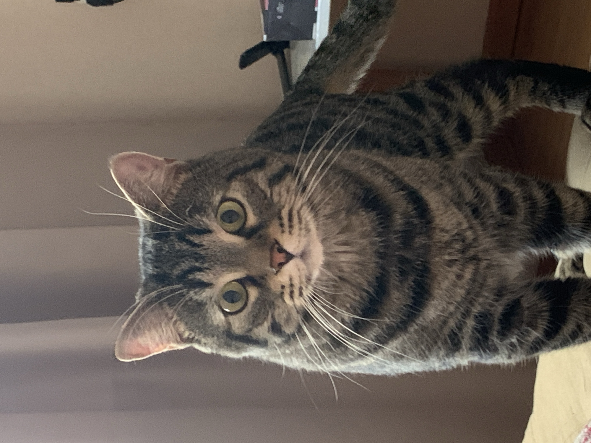 A tabby cat with green eyes and prominent whiskers stands facing forward, its gaze directed at the camera. The cat's fur is a mix of gray, black, and brown stripes. The background consists of muted-colored curtains and a wall. A portion of a desk with some items on it is visible to the right of the cat. The cat is positioned in the center of the frame.