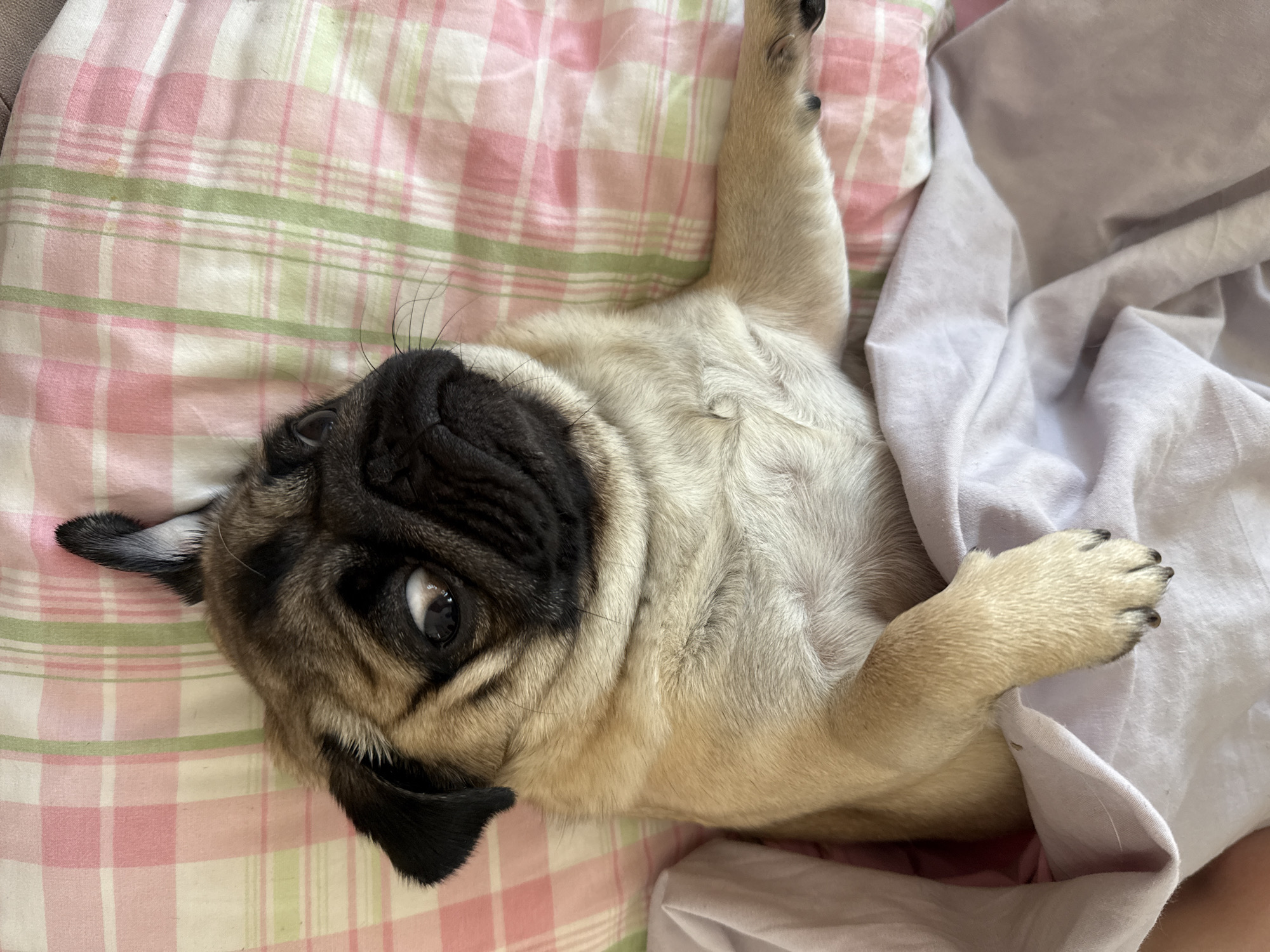 An overhead, close-up shot shows a pug dog lying on its back on a pink and green checkered bedspread. The pug has its front paws extended slightly, and it is partially covered by a white sheet. The dog's head is turned to its right, and it is looking directly at the camera with a wide-eyed expression. Its dark, wrinkled face and floppy ears are visible, as well as its fawn-colored fur. The background is out of focus, but the checkered pattern of the bedspread is discernible.
