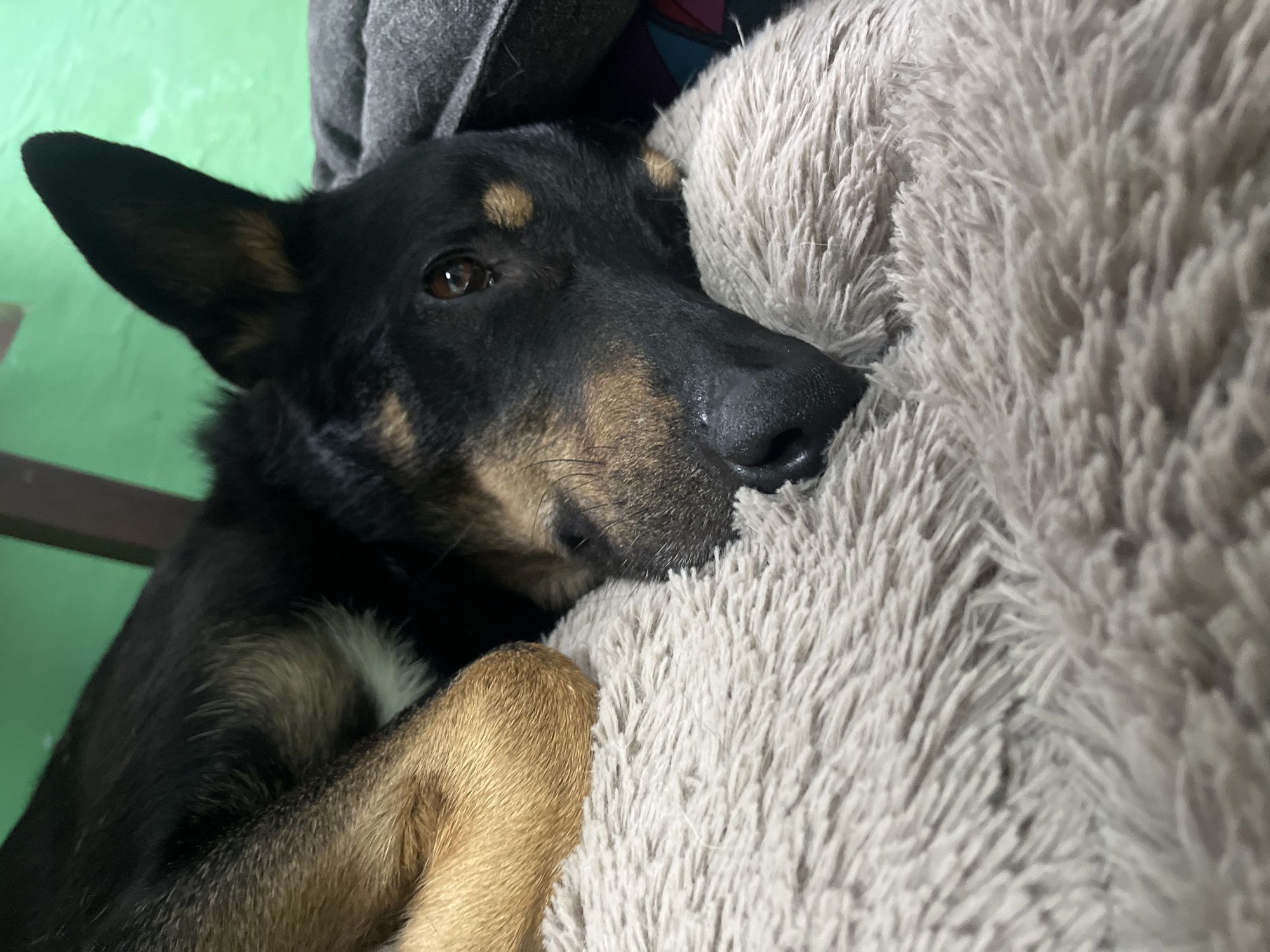 This media file shows a close-up of a black and tan dog resting on a light gray, fluffy blanket. The dog is lying on its side, with its head resting on the blanket and its body partially obscured. Its eyes are open, and it appears to be relaxed. The dog has pointed ears and tan markings above its eyes and on its muzzle. A small patch of white fur is visible on its chest. In the background, a green wall and a dark gray fabric are visible, suggesting an indoor setting. The lighting is soft, indicating it might be daytime or an indoor environment with artificial light. No text is visible in the image. The context provided suggests the location is Nizhny Tagil, Russia, but there are no specific visual cues within the image to confirm this. The overall mood is peaceful and cozy.