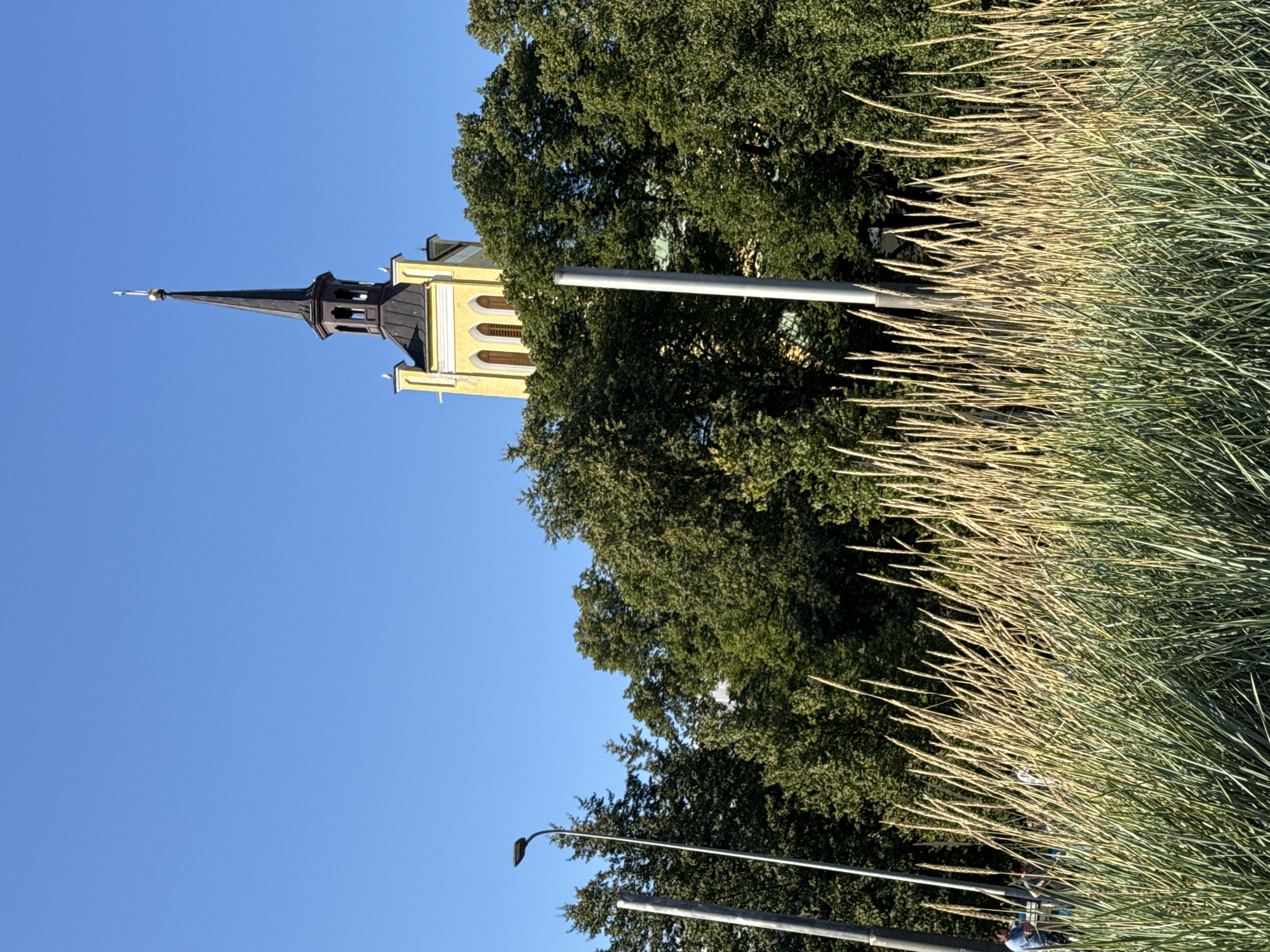 The image captures a view of St. Olaf's Church tower in Tallinn, Estonia, set against a clear blue sky. The upper portion of the yellow church tower, adorned with a dark spire topped by a cross, is visible above a dense canopy of lush green trees. In the foreground, tall, dry grasses are swaying, partially obscuring the view of people and streetlights on the left side of the frame. The streetlights are tall and modern, with their curved tops visible. On the far left, a person in a blue shirt is seen standing near a small group of people. The overall scene depicts a sunny day with a mix of urban architecture and natural elements.