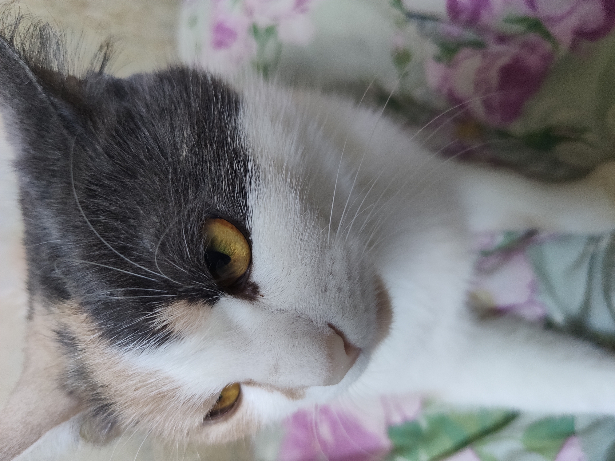 A close-up, slightly angled shot shows a calico cat's face. The cat has amber eyes with black pupils and a light pink nose. Its fur is a mix of white, tan, and dark gray. The cat is lying down on a floral patterned fabric, which is out of focus in the background. The lighting is soft and natural. The image was taken indoors in an unknown location.