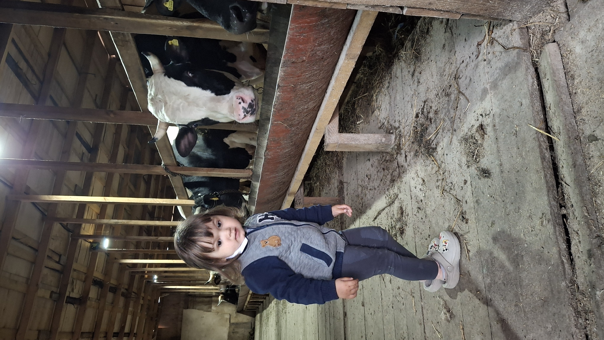 The image shows a young child standing inside a barn. The child is wearing a gray and blue jacket and gray pants. The child is looking at the camera. Behind the child, several cows are standing in a row. The cows are black and white. The barn is made of wood. The floor of the barn is covered in dirt and hay. The image appears to be taken in Bol'shie Tomiki, Russia, as requested.