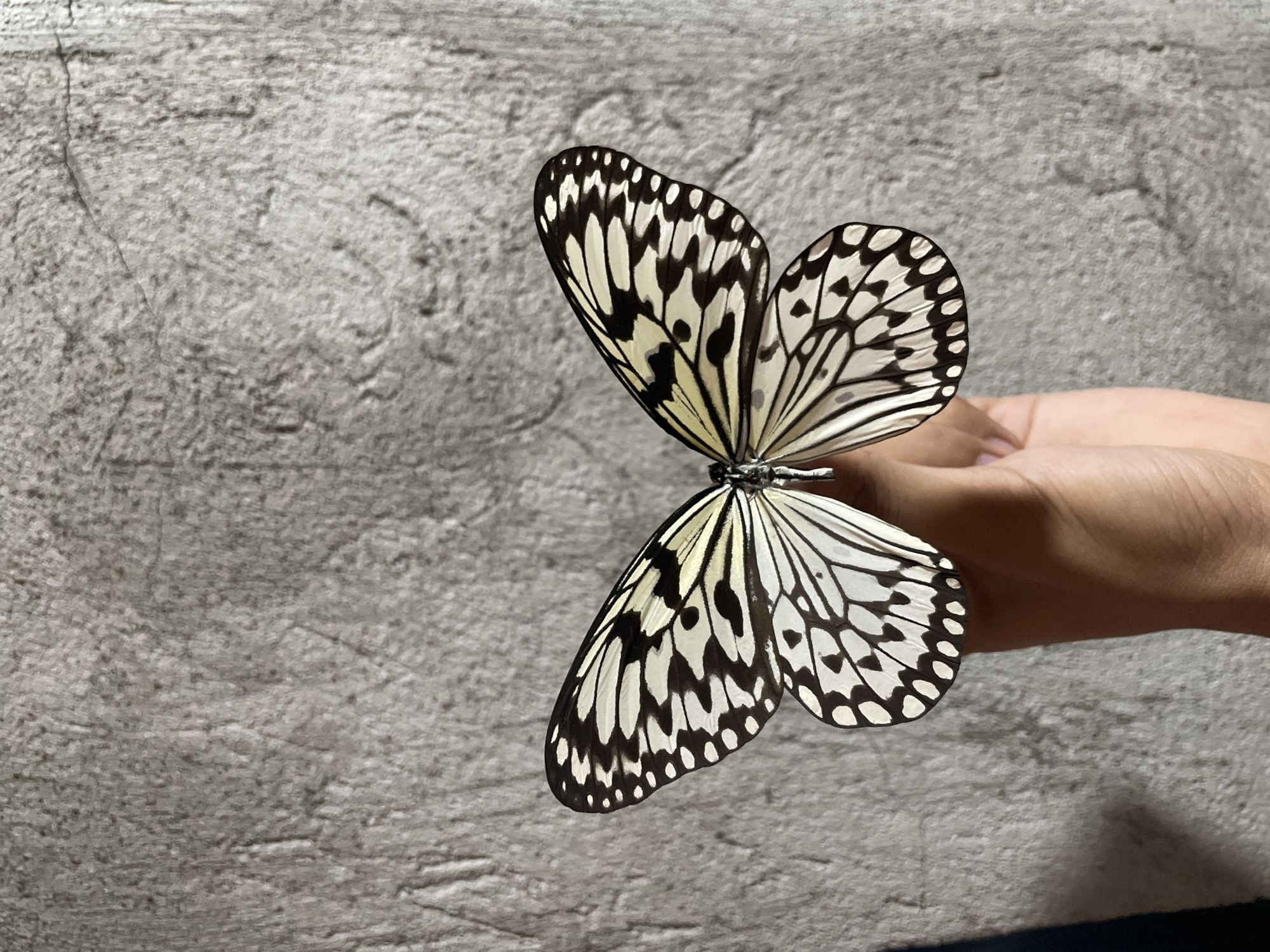 A large, black and white patterned butterfly is centrally displayed against a textured grey wall. The butterfly's wings are spread open and symmetrical, featuring a white base with prominent black veins and irregular black blotches, notably along the wing margins and apex. A human hand, displaying light brown skin, holds the butterfly by its body, positioned between the thumb and forefinger. The hand supports the butterfly from below its thorax. The background is a rough, uneven grey wall, likely concrete or stucco, exhibiting numerous small bumps, ridges, and faint cracks throughout its surface. The scene is captured in a straightforward, close-up manner, with the subjects in clear focus against the subtly textured backdrop. This event or display occurs in Davao City, Philippines.