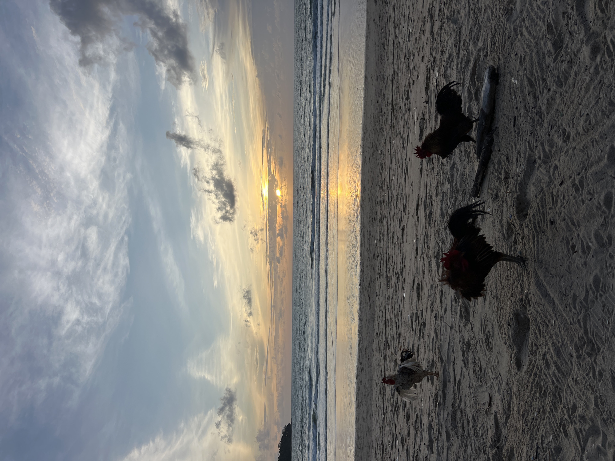 The image depicts a serene beach scene in Choeng Thale, Thailand, during sunset. Three roosters are present on the sandy shore. One rooster, predominantly white and gray, stands on the left side of the frame, facing left with its wings slightly raised. In the center foreground, a dark-colored rooster with red accents on its head and neck is depicted from the side, its head lowered. To the right, another dark-colored rooster is seen standing near a piece of driftwood, facing towards the ocean. The ocean stretches across the horizon, with gentle waves breaking on the shore. The sky is filled with a blend of pastel colors, transitioning from pale yellow near the horizon to shades of blue and gray, with wispy clouds scattered throughout. The sun is low in the sky, partially obscured by clouds, casting a warm glow and its reflection on the wet sand. A faint outline of land, possibly a headland, is visible on the far left horizon.
