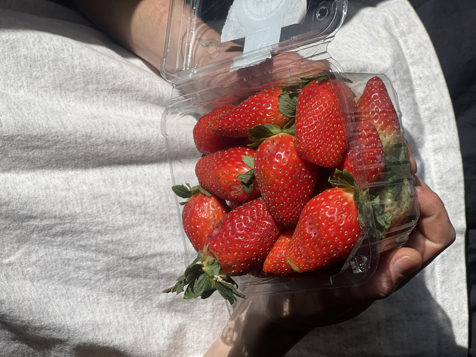 A person is depicted from the upper torso down, holding a clear plastic container filled with strawberries. The individual is wearing a light grey, textured t-shirt and dark-colored lower garments. Both hands are supporting the container from below. The left arm and hand are predominantly in shadow, while a faint tattoo is visible on the inner forearm of the right arm.
The transparent plastic container, designed for produce, holds approximately 15-20 ripe, red strawberries. Most strawberries retain their green calyxes (hulls) and exhibit some variations in size and shape, with minor surface imperfections visible on several fruits. The container features a hinged lid, which is open on the right side of the frame.
Strong, direct lighting, consistent with sunlight, illuminates the scene, creating distinct shadows on the person's clothing and arms. The background consists solely of the person's attire. The specific location within Tel-Aviv, Israel, or any other geographical detail, cannot be determined from the visual evidence in this image.