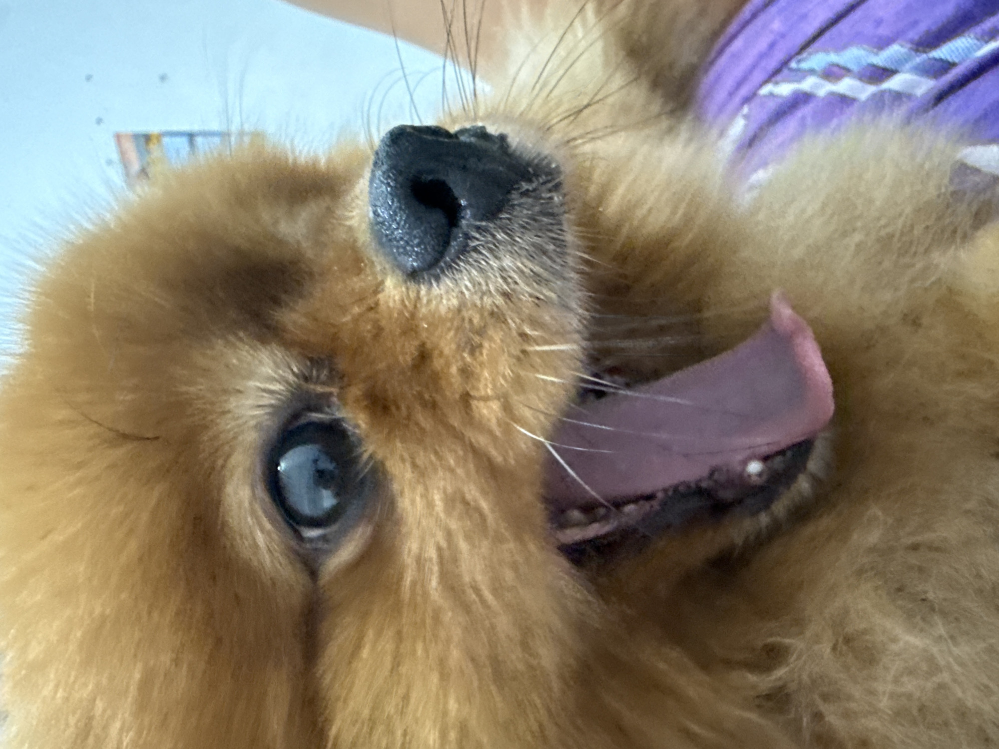 A close-up, eye-level shot shows the face of a pomeranian dog. The dog's mouth is open, with its pink tongue hanging out. Its fur is a light brown color, and its eyes are dark and round. The dog is wearing a purple shirt with a diamond pattern. The background is a light blue wall with some blurry objects hanging on it. It is not possible to determine the location of this image in the city of Bac Nha Trang Ward, Vietnam from the provided image.