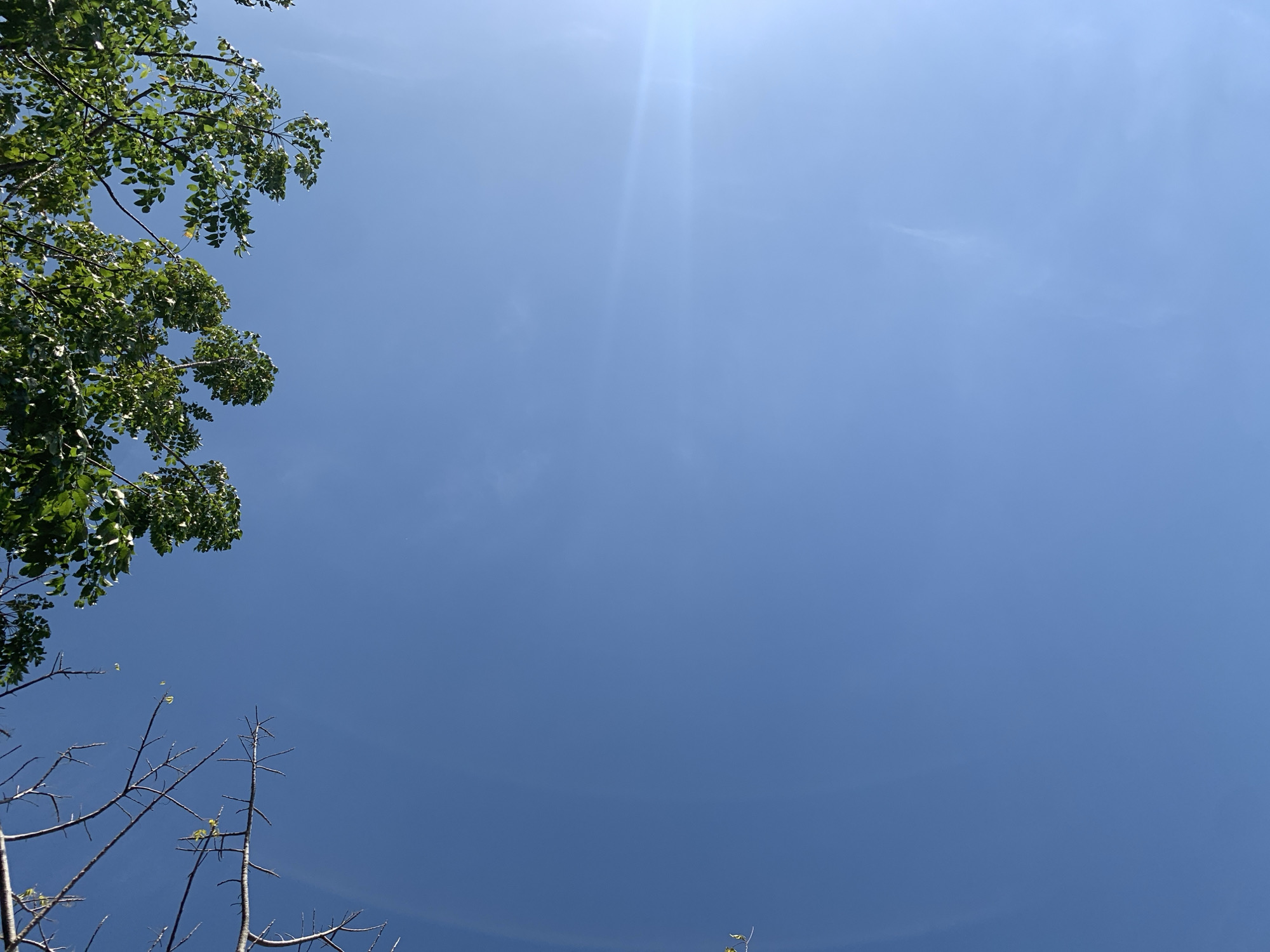 The image captures a clear blue sky with sunlight filtering through. The upper portion of the frame is partially obscured by the branches and leaves of two trees. One tree, on the left, has bare, twiggy branches, while the tree on the right is full of green leaves. The perspective is looking upwards, suggesting the photo was taken from ground level. The scene is set in an outdoor environment, likely a park or a street in Makassar, Indonesia, given the tropical foliage. No people or specific landmarks are visible.