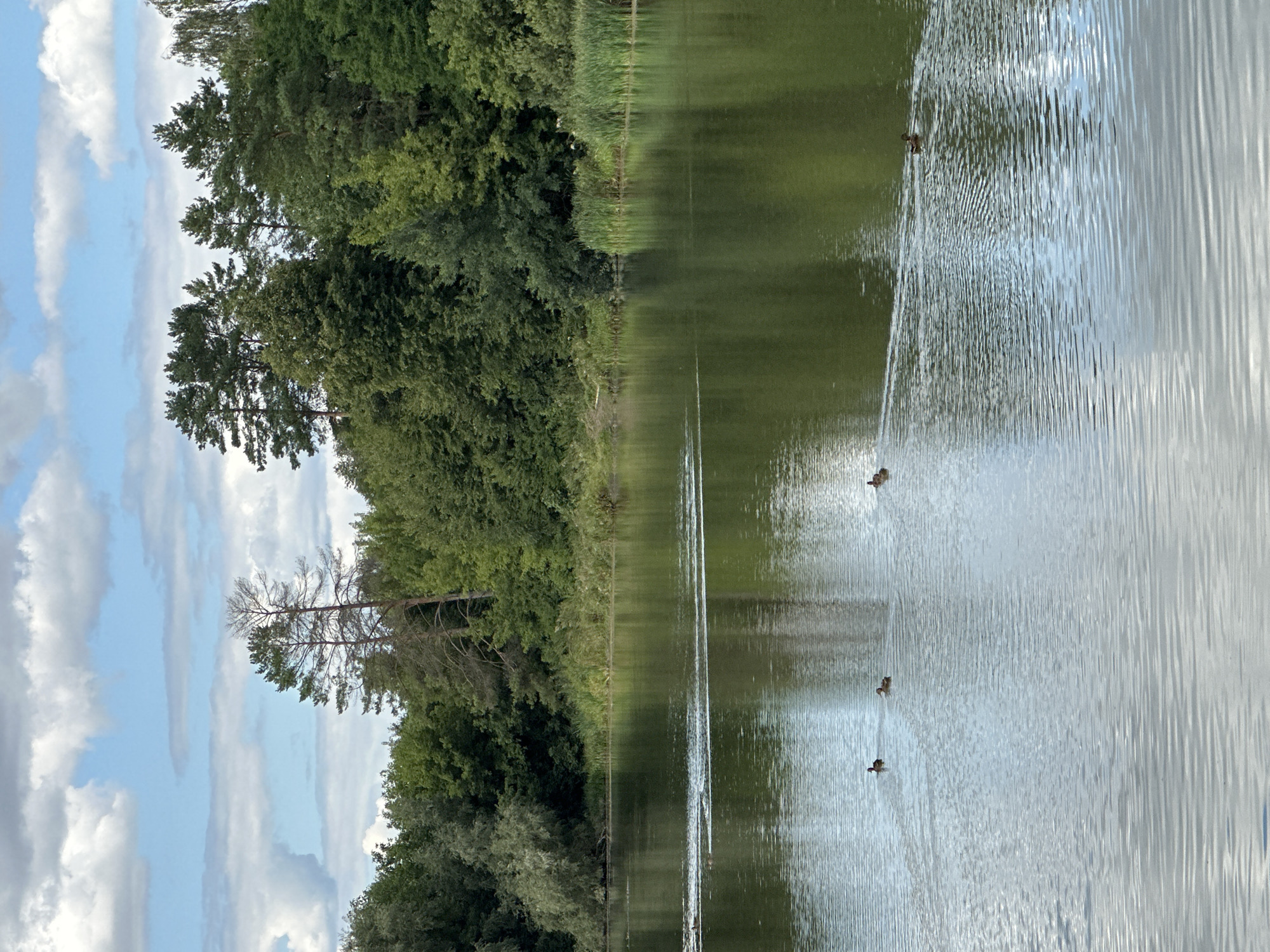 The image depicts a serene lake scene in Makiv, Ukraine, on a cloudy day. The foreground features the calm, green water of the lake, reflecting the surrounding trees and sky. Several ducks are visible swimming in a line, creating ripples on the water's surface. The middle ground is occupied by a lush, dense forest that borders the lake, with a variety of trees in shades of green. The background consists of a bright blue sky interspersed with fluffy white clouds. The overall impression is one of natural beauty and tranquility.