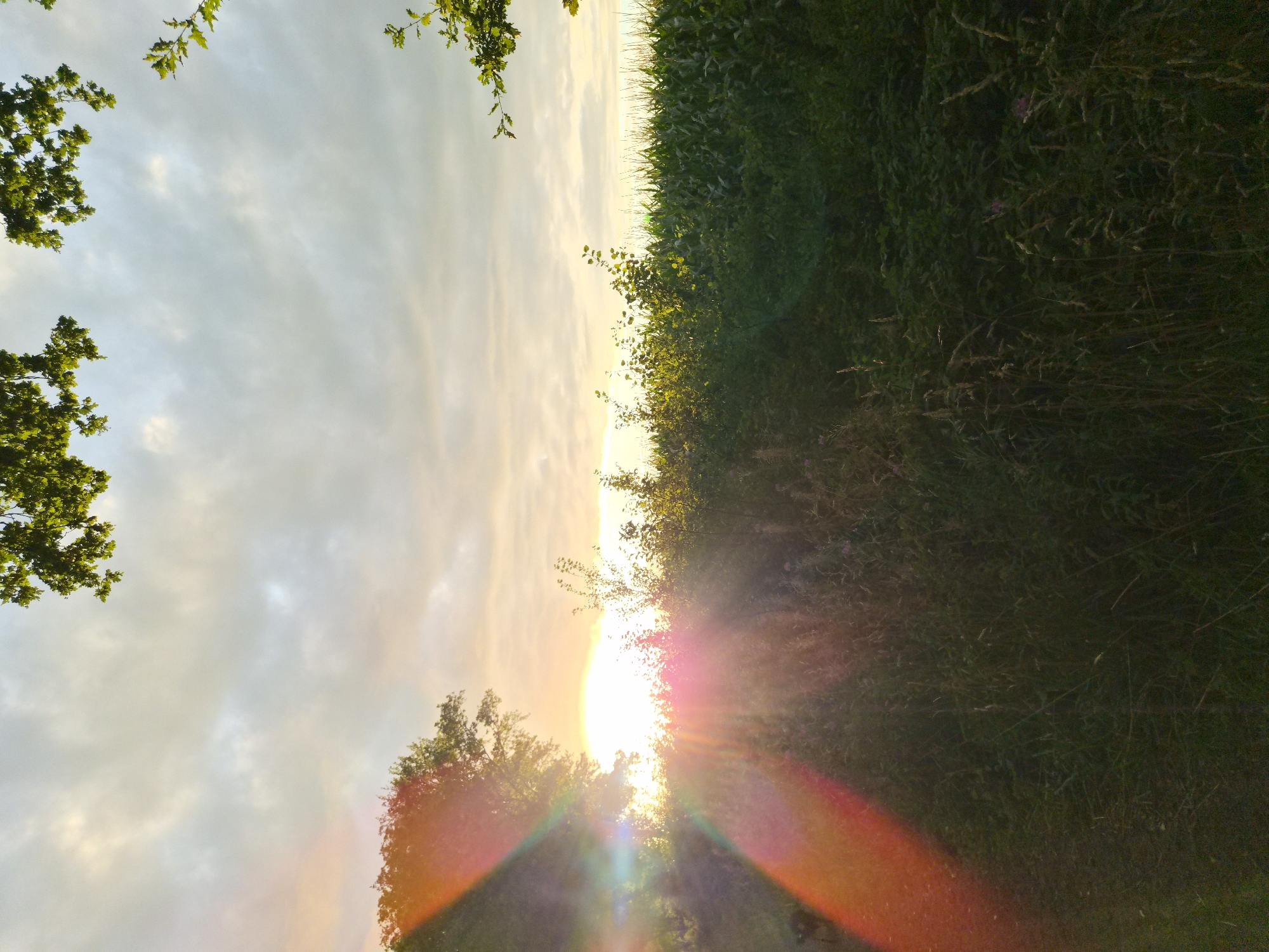 This photograph, taken in Schiffdorf, Germany, captures a rural landscape at sunset. The foreground is dominated by tall grasses and foliage, with some visible pink wildflowers. To the right, a dense field of green corn stalks stretches towards the horizon. A large tree is silhouetted on the left side of the image, partially obscuring a bright sun low in the sky. The sun's rays create prominent lens flares and light streaks, casting a warm glow across the scene. In the upper portion of the image, the sky is a mix of light clouds and the warm hues of sunset. The branches of two trees frame the top corners of the photograph. No people or animals are visible.