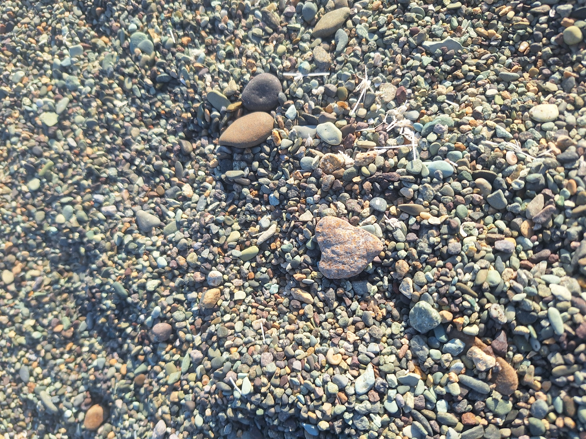 The image shows a close-up, overhead view of a surface covered with small, multi-colored pebbles. The pebbles vary in size, shape, and color, with shades of grey, brown, green, and tan being most prominent. Some of the pebbles are rounded, while others are more angular. There are a few larger, more distinct pebbles visible, including one in the lower center of the frame that is heart-shaped and light brown. Scattered amongst the pebbles are a few pieces of dry, white plant material and some shadows, indicating the presence of sunlight. The ground appears to be a natural setting, possibly a beach or riverbed. There are no people or animals visible in the image. The setting is a part of the city of Shogakat, Armenia, specifically a pebble-covered area within the city.