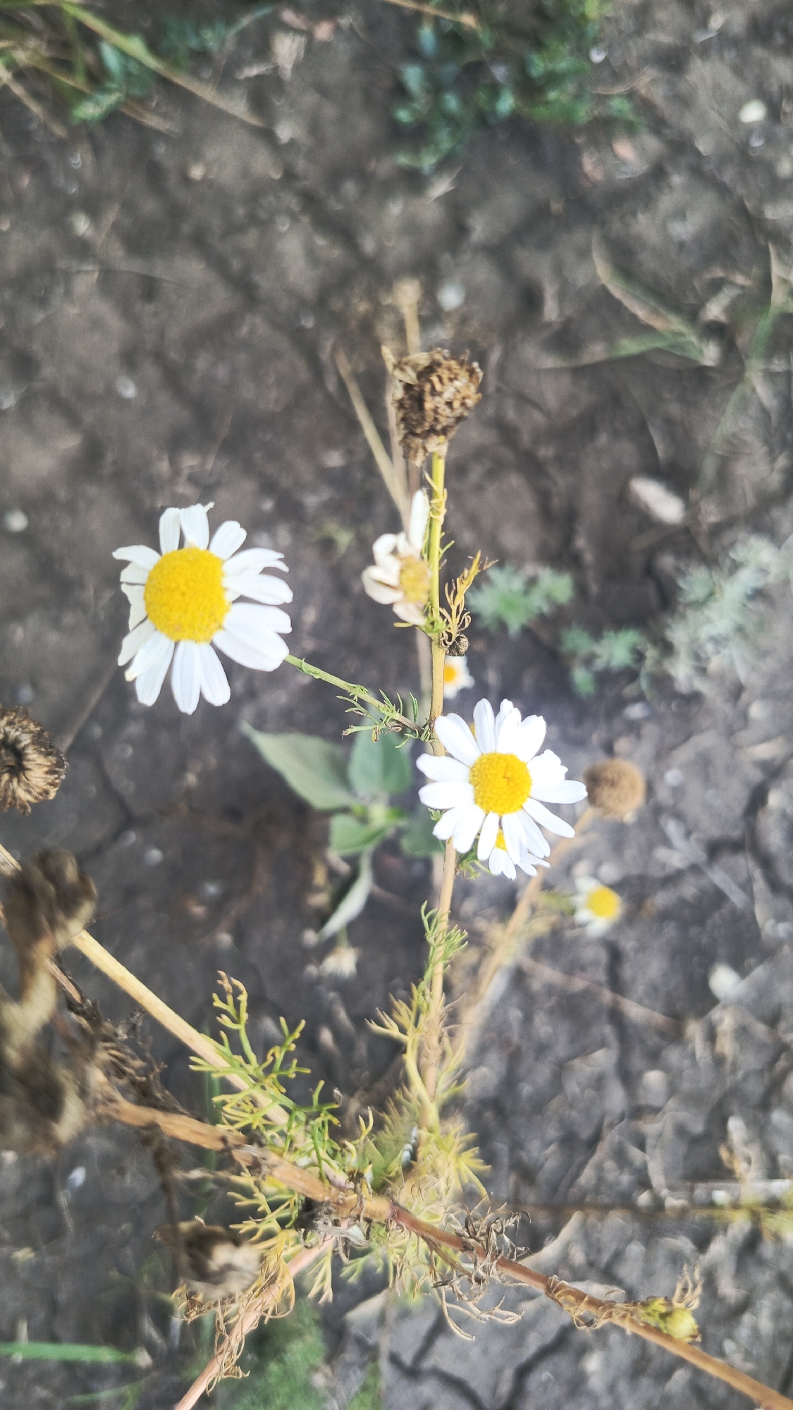 In an outdoor setting, likely a dry, cracked soil area, two white daisies with yellow centers are in focus. The daisy on the left is fully open, while the daisy on the right is also open but positioned lower and slightly to the right. Dried plant material and thin green stems are interspersed around the flowers. The background is blurred, suggesting a shallow depth of field. The image appears to be taken in a natural or semi-natural environment, possibly a field or roadside. The location provided is Ivanovksy, Russia.