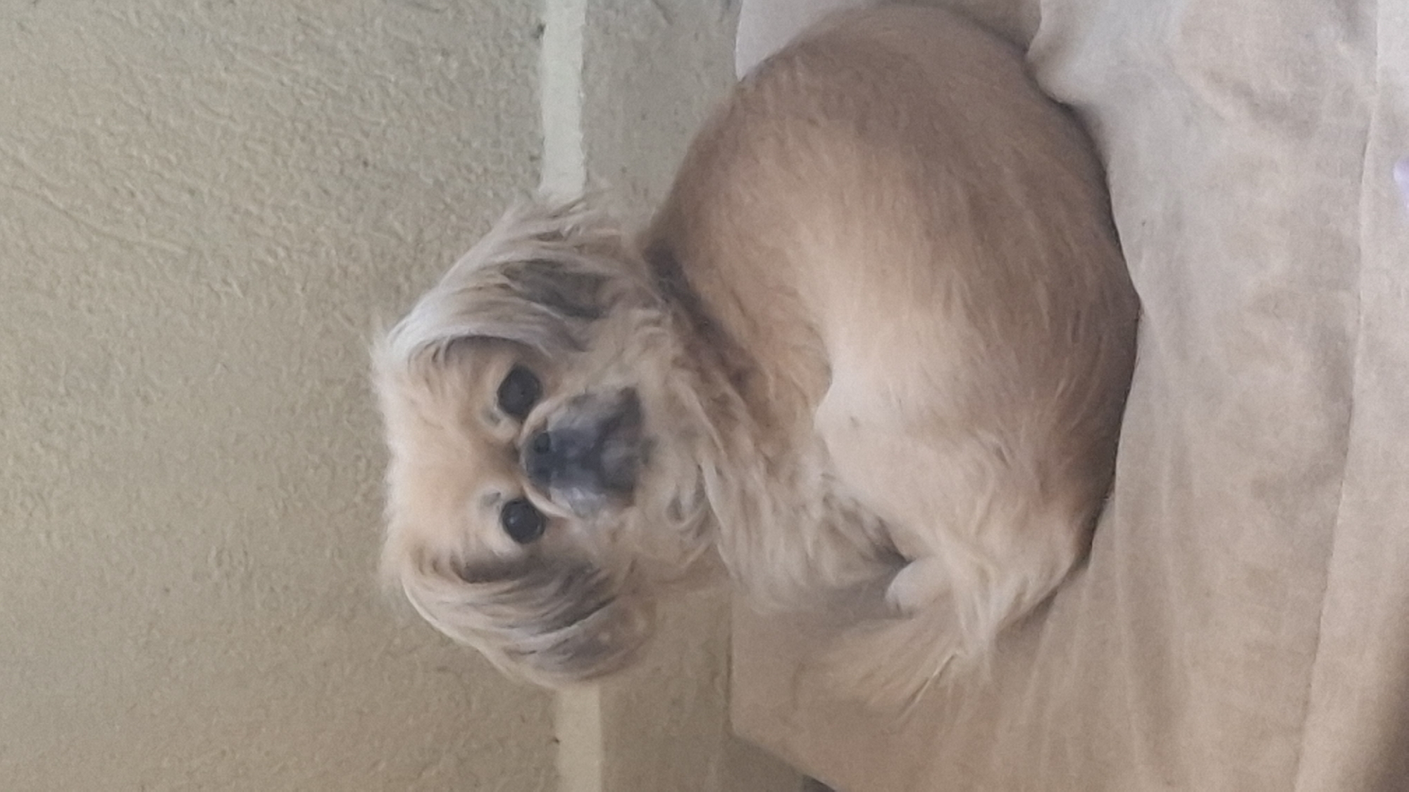 A light-fawn or cream-colored brachycephalic dog is depicted in a full-frame, slightly overhead shot. The dog is positioned on a pale tan, soft fabric surface, likely a pet bed or blanket, and is curled into a C-shape with its head turned to directly face the camera. Its dark, round eyes are prominent, and its dark muzzle and nose are visible through the light-colored facial fur. The fur on its head and ears appears long and slightly tousled. The background consists of a textured, light-beige wall. The scene is located in the city of Unknown, Unknown.
