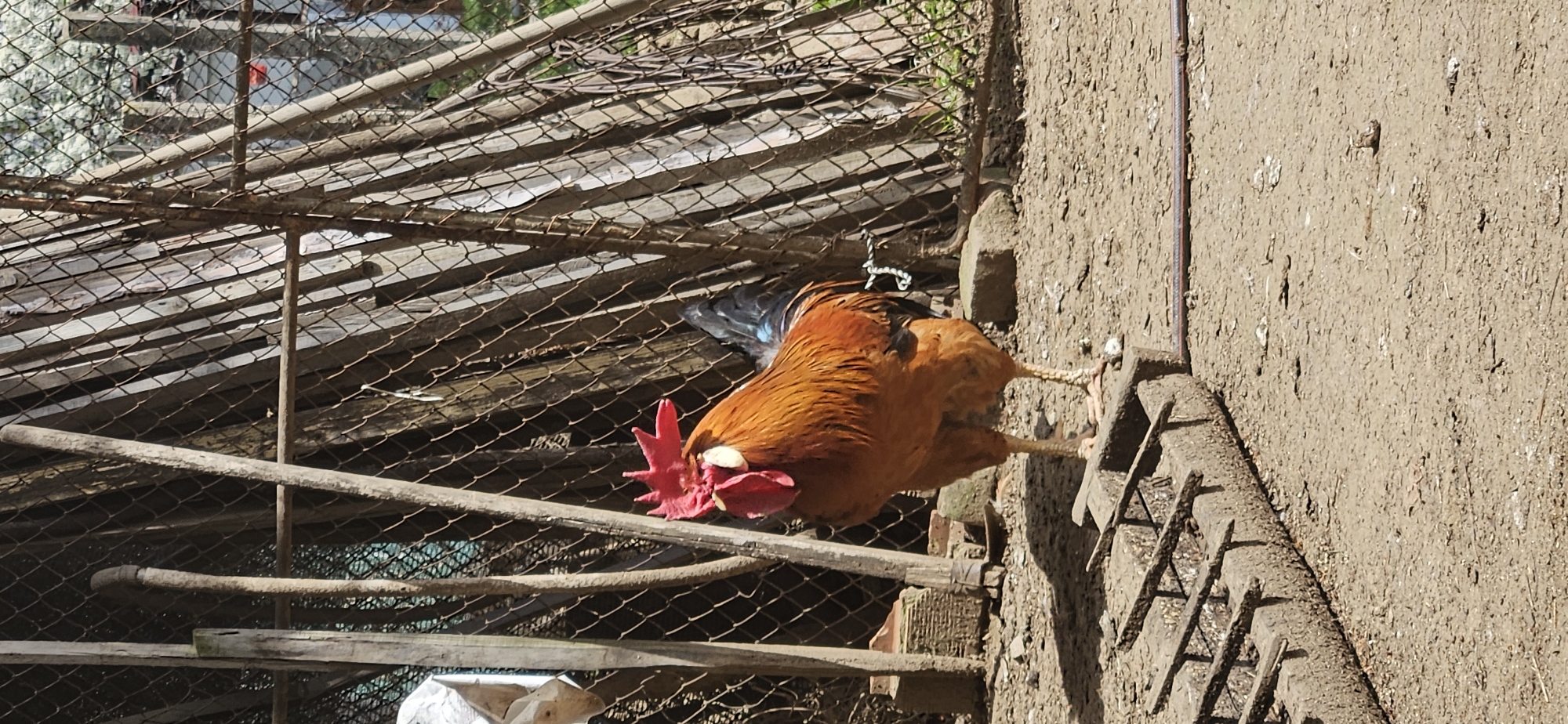 A medium-angle shot depicts a rooster standing on what appears to be a ladder propped against a mud wall. The rooster is primarily orange with red wattles and a comb. The setting appears to be an outdoor enclosure with a chicken wire cage structure visible in the background. The location is Kyustendil, Bulgaria.