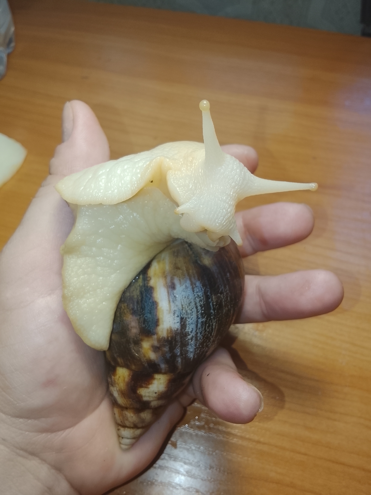 A close-up, overhead shot captures a large, pale snail perched on a human hand. The snail's body is a creamy white, with visible texture on its mantle and two prominent antennae extended upwards. Its large, spiral shell is a dark brown with lighter brown striations, resting against the palm of the hand. The hand's skin is pale, with visible lines and a slight sheen. The background consists of a wooden surface with a textured, gray wall behind it, suggesting an indoor setting. The lighting is diffused, casting soft shadows. The image is sharp and detailed, focusing on the snail and the hand holding it.