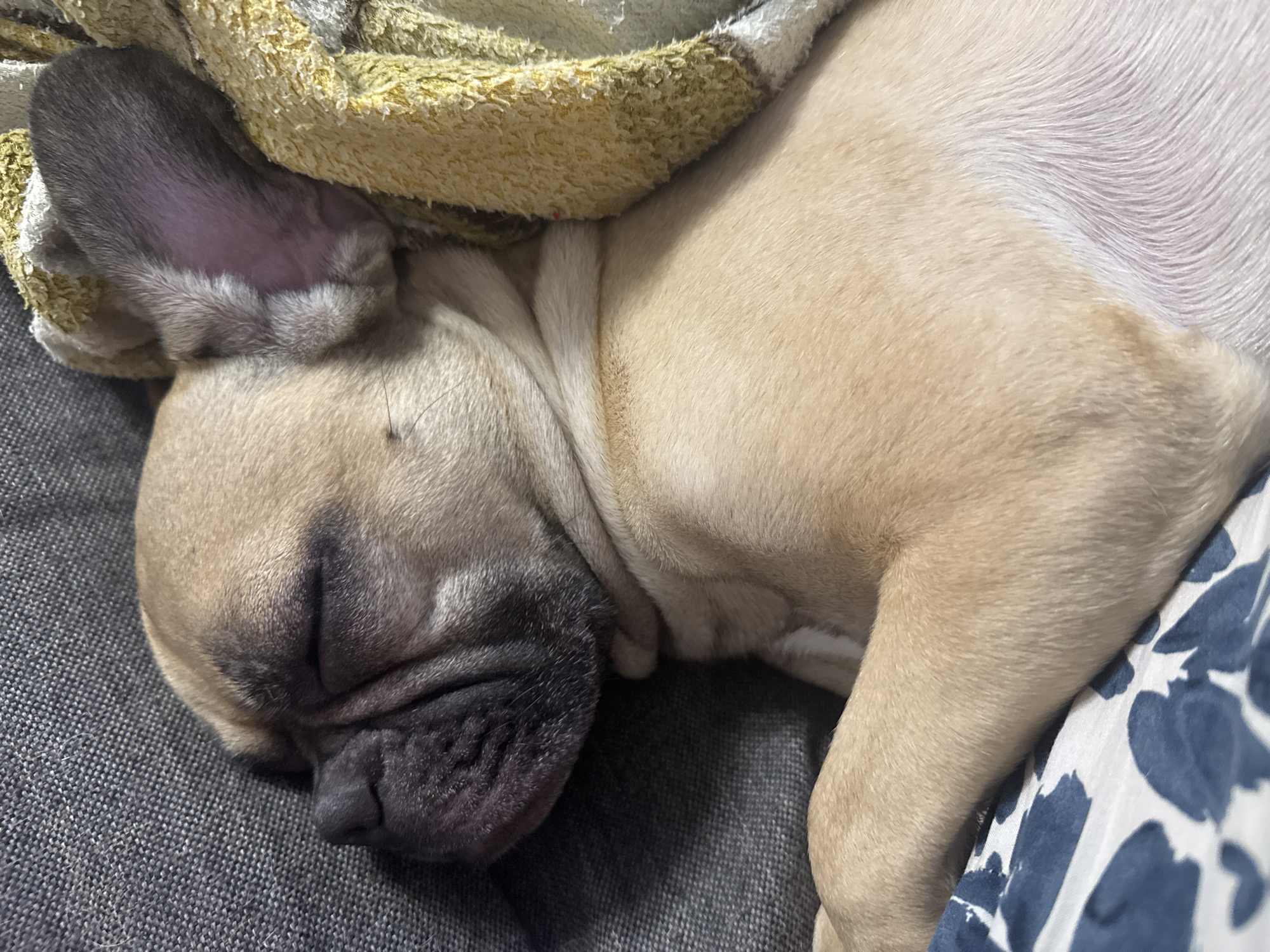The media file is a close-up, horizontal shot of a light brown French bulldog puppy sleeping. The puppy's head is on the left side of the frame, facing towards the right. Its dark nose and wrinkled muzzle are prominent. Its ear is visible, with the outer part being dark gray and the inner part showing pinkish skin with light brown fur around the edges. The puppy is partially covered by a textured blanket with yellow and white stripes. The background consists of a dark gray textured surface, likely a sofa, and a white patterned fabric with blue splotches on the right side. The puppy appears relaxed and peaceful in its sleep. The lighting suggests it is indoors, with no indication of the time of day or weather. The location is identified as Mikhaylovsk, Russia. There is no visible text in the image.