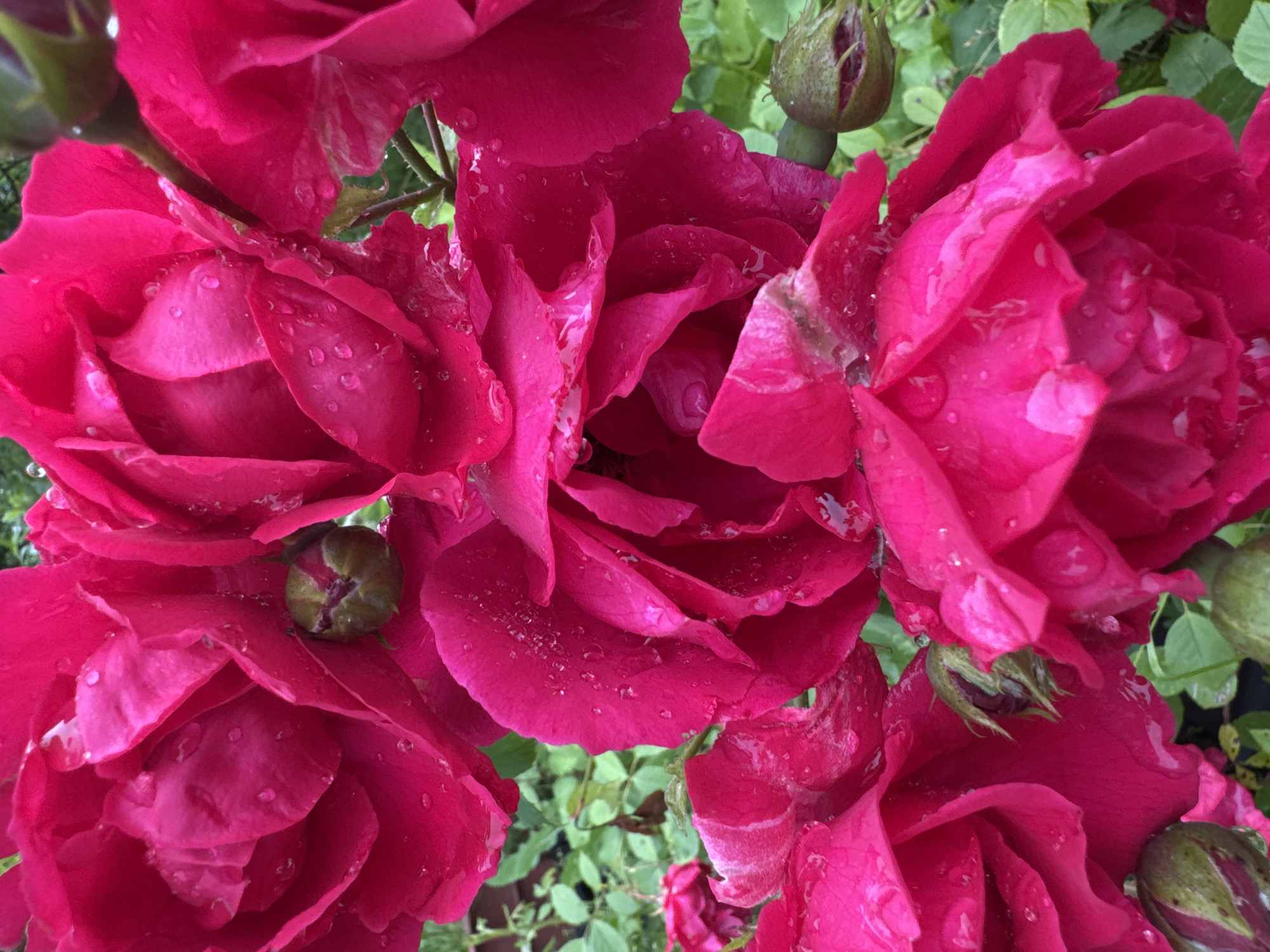 A close-up, high-angle shot captures several vibrant fuchsia roses, some fully bloomed and others still in bud, glistening with water droplets. The petals are ruffled and appear soft. Interspersed among the roses are green leaves and stems. The background is a blur of green foliage, suggesting a garden setting. There are no people or man-made structures visible. The image quality is sharp, with good detail in the roses and water droplets. The overall lighting is natural, with a slightly diffused quality, indicating it was taken outdoors, likely on a cloudy or overcast day. This scene is likely located in the city of Подолино Ст, Russia, within a garden or floral display.