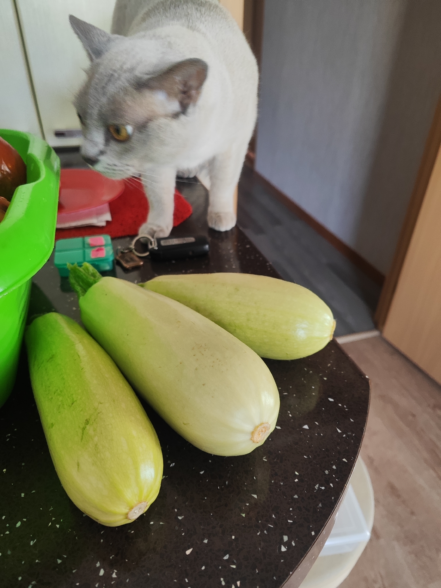In Gvardeysk, Russia, a light-colored cat with blue eyes stands on a dark speckled countertop, looking down and to the left. In the foreground, three light green zucchinis are arranged on the countertop. To the left, a bright green plastic bowl is partially visible. Behind the zucchinis, a set of keys with a keychain is present, along with a small green object with two pink rectangular sections. The background shows a light-colored wall and a wooden door frame.